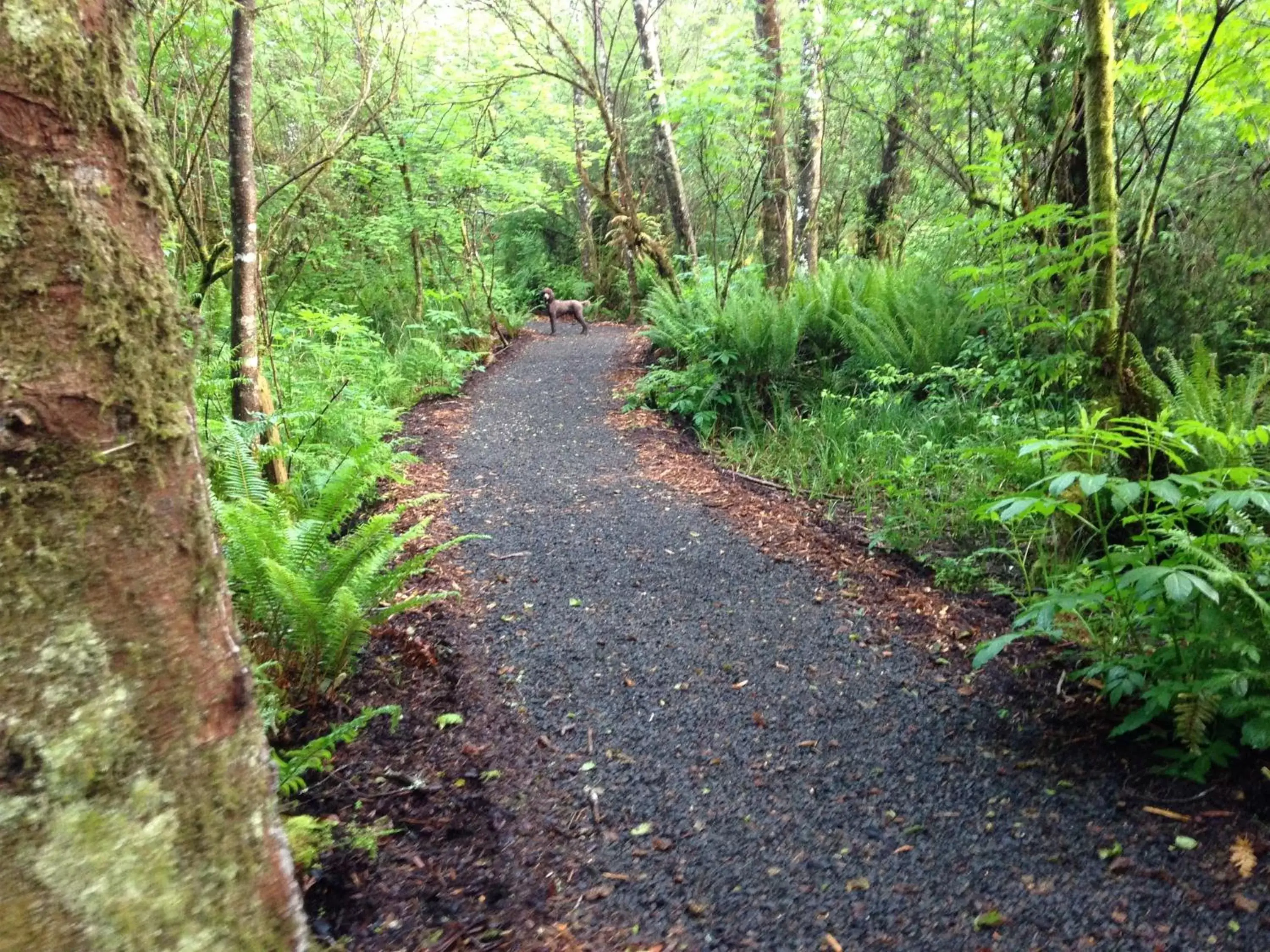 Hiking in Sheltered Nook On Tillamook Bay