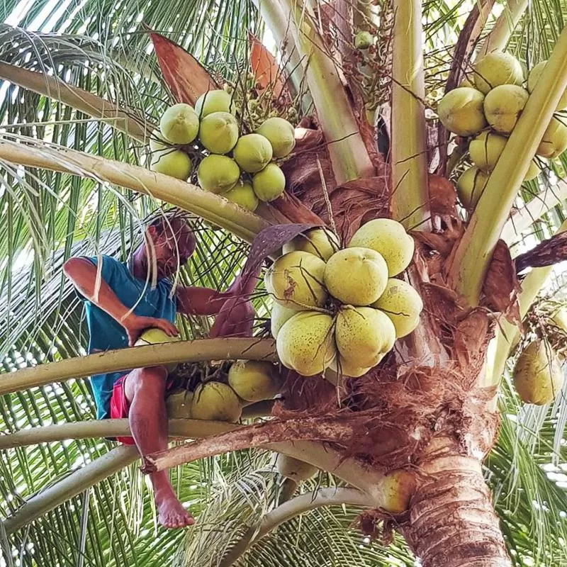 Camaya-an Paradise Beach Resort