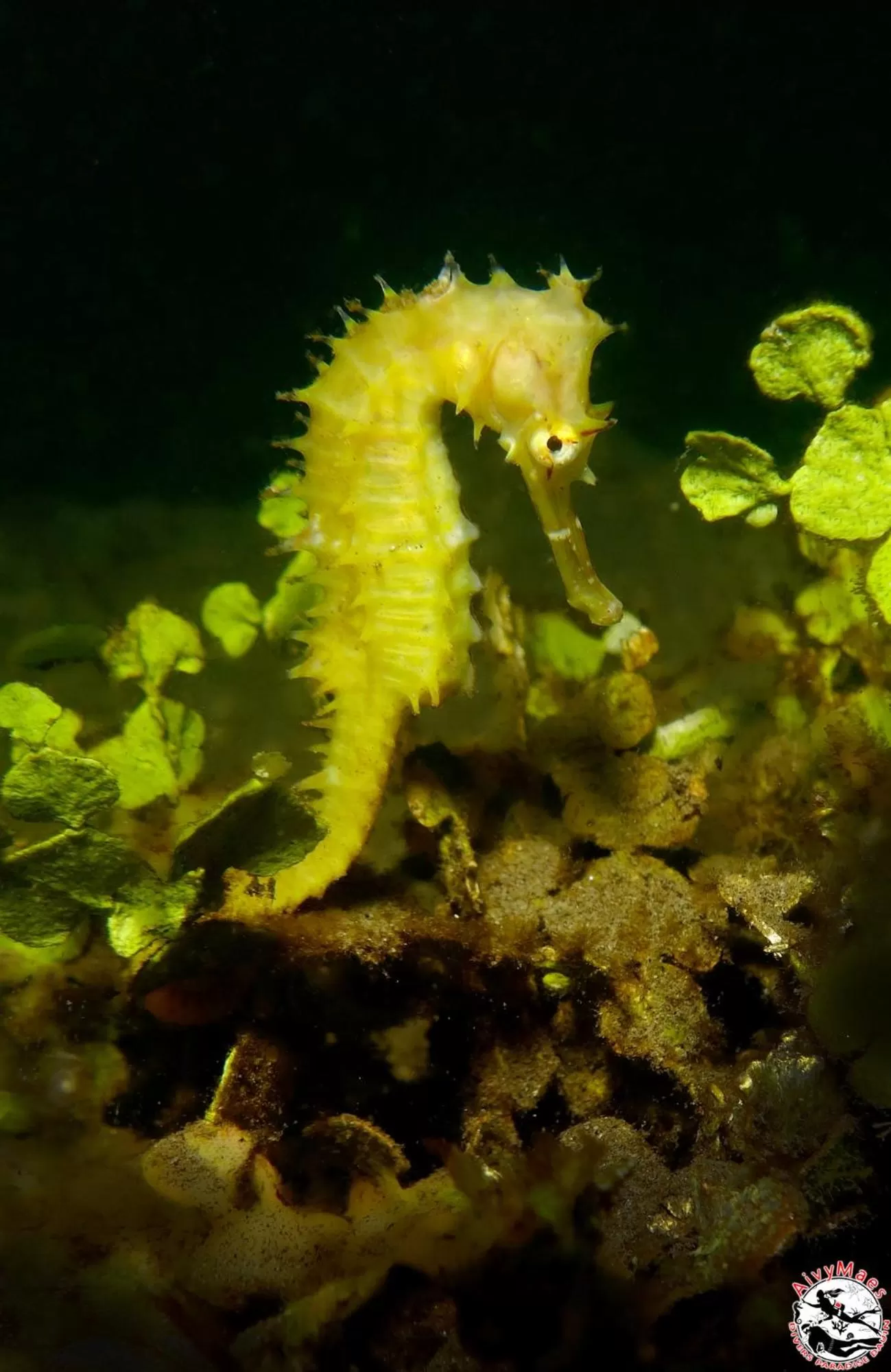 Snorkeling in AivyMaes Divers Resort