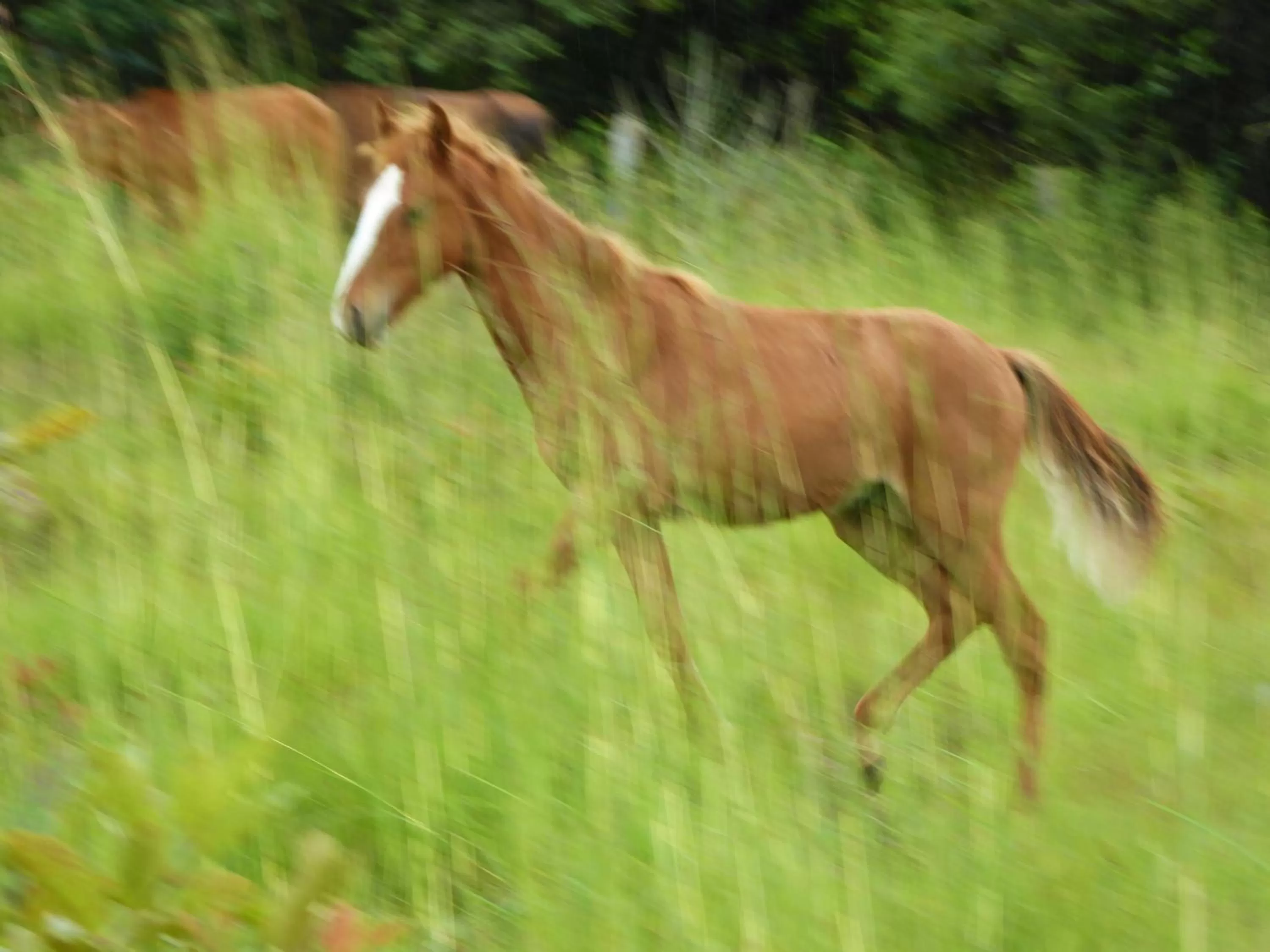 Pets in Finca El Cielo