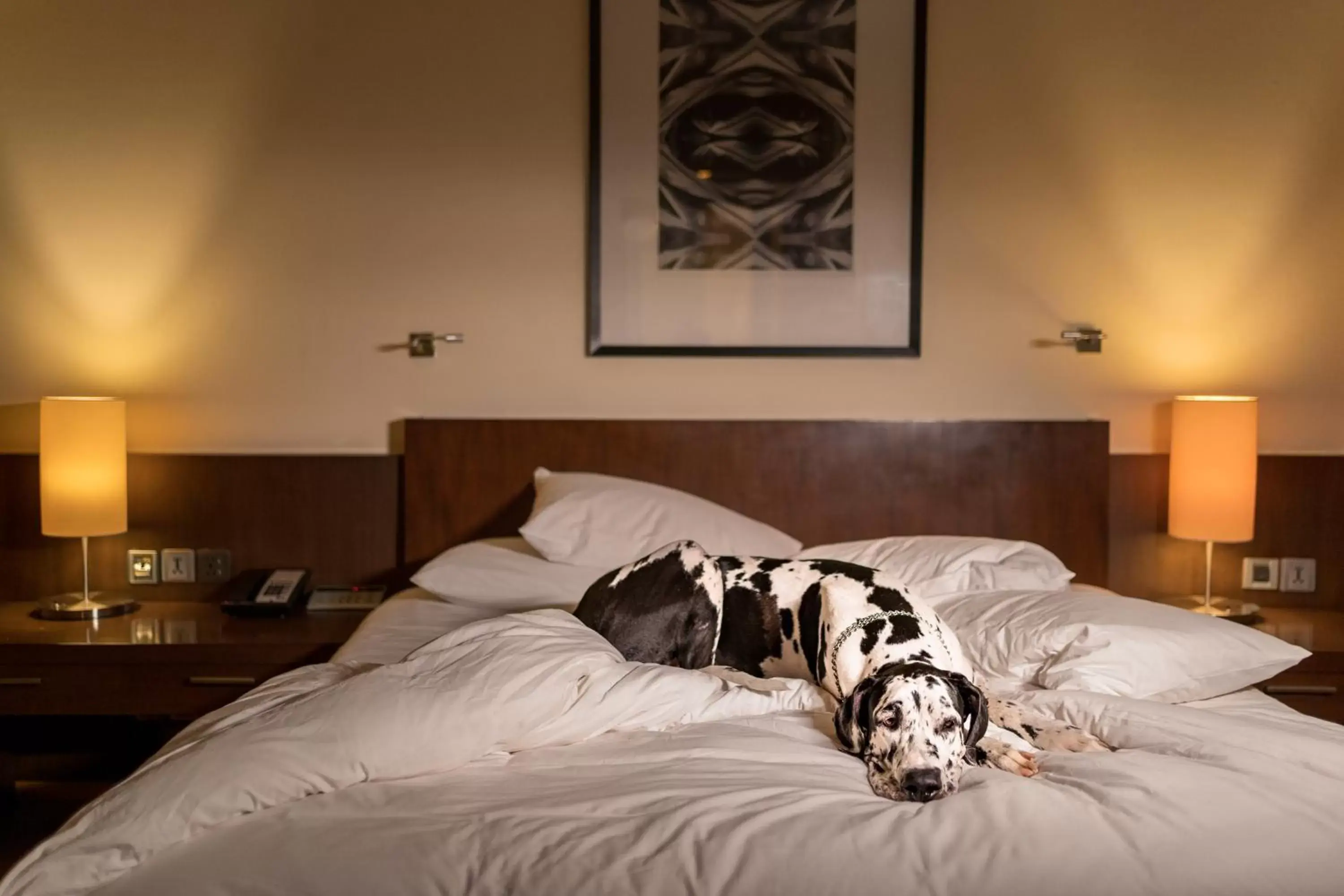 Pets, Bed in Hyatt Hyderabad Gachibowli