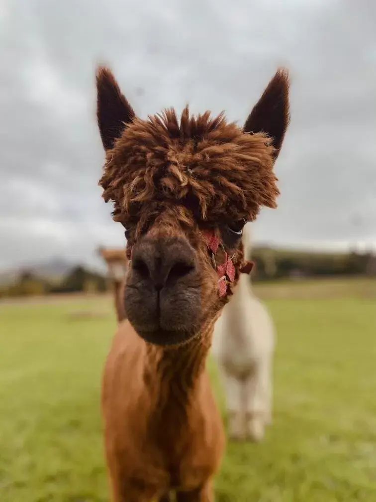 Animals, Other Animals in Powerscourt Springs Health Farm