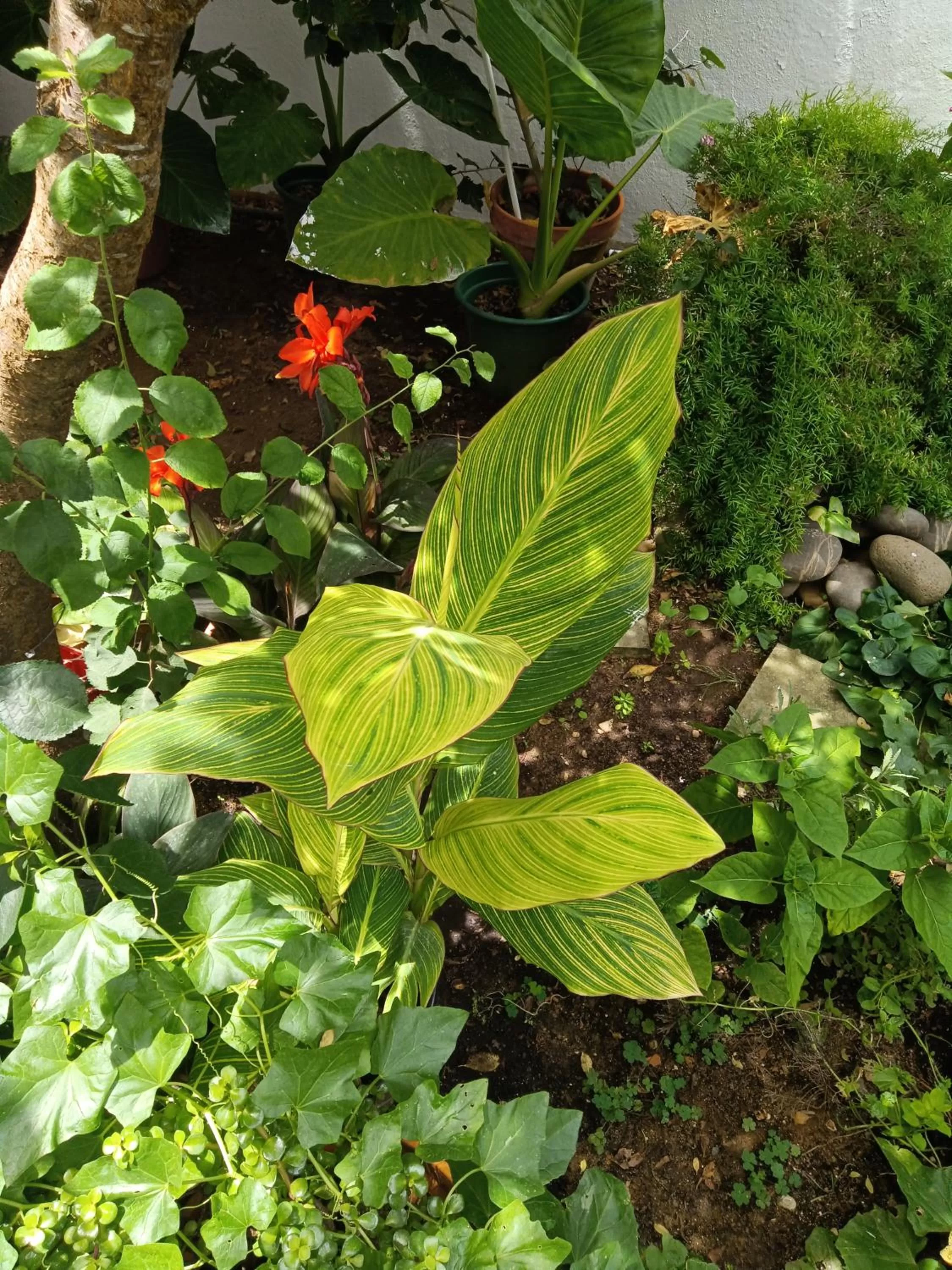 Garden in Alojamento Local Largo da Igreja