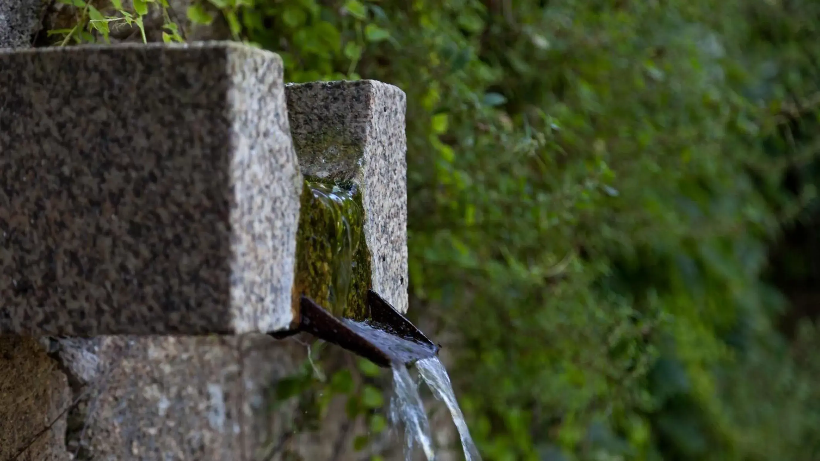 Garden, Natural Landscape in Douro Palace Hotel Resort & SPA