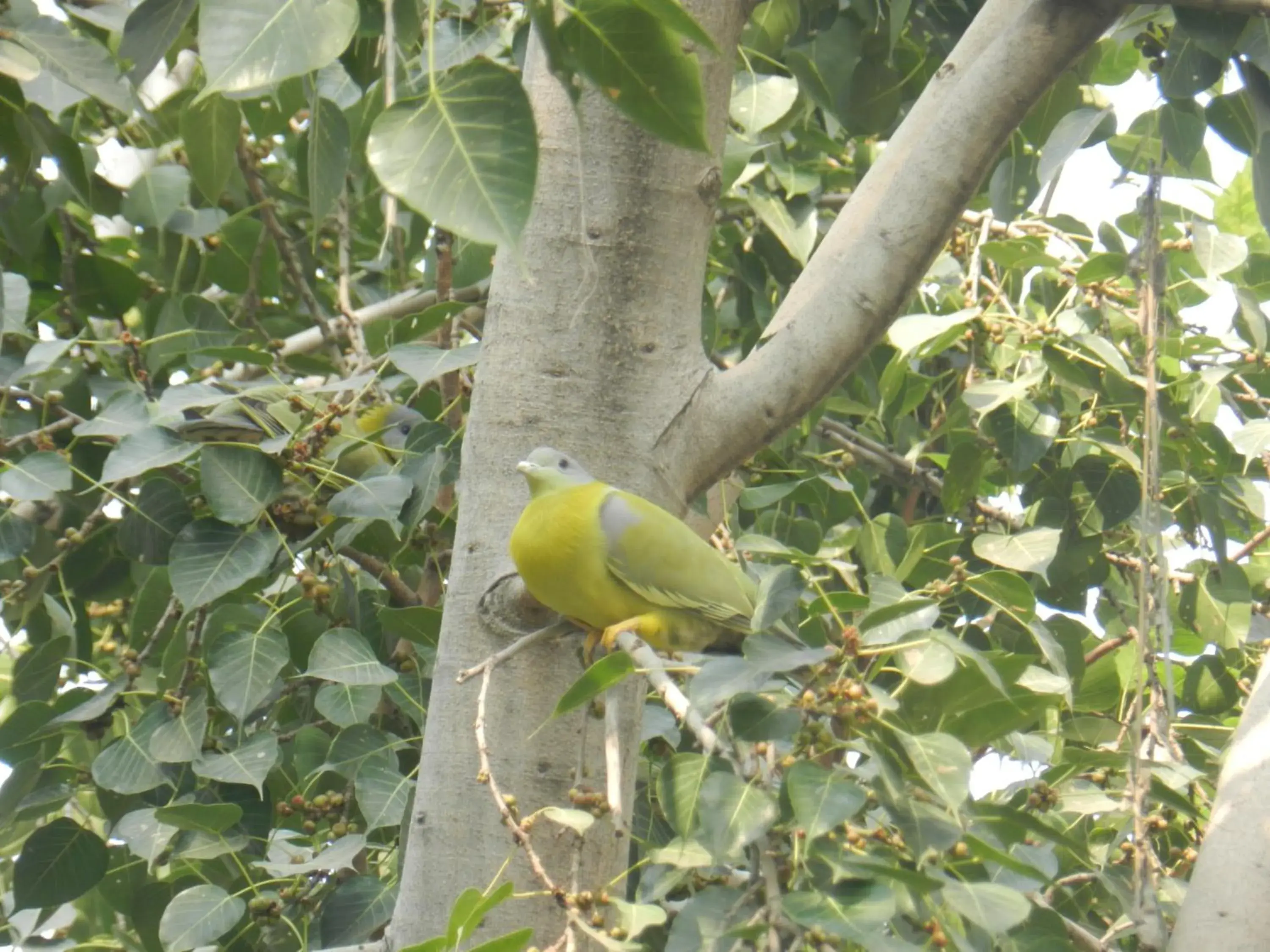 Animals, Other Animals in Jai Niwas Garden Hotel