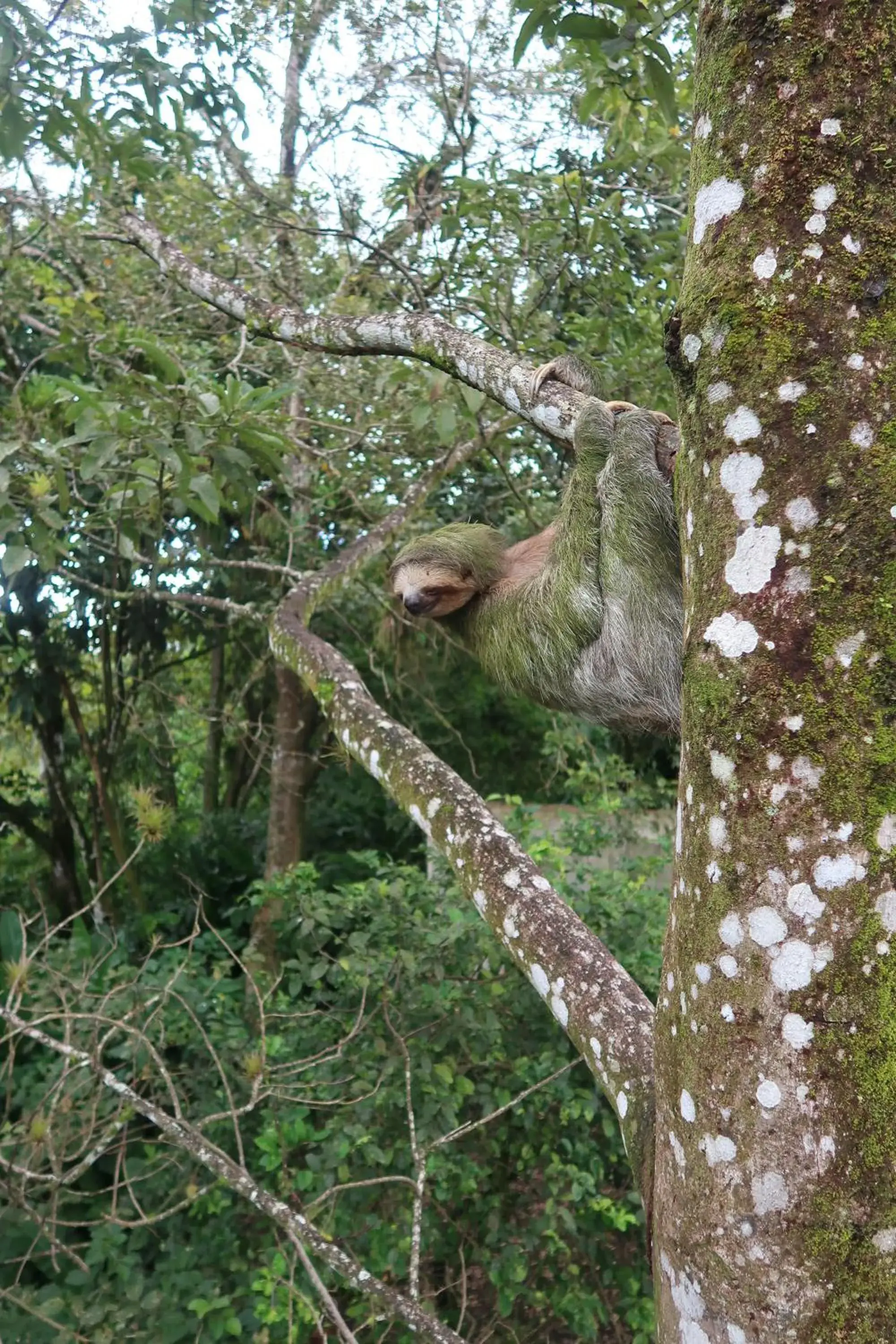 Animals, Other Animals in Hotel Secreto La Fortuna