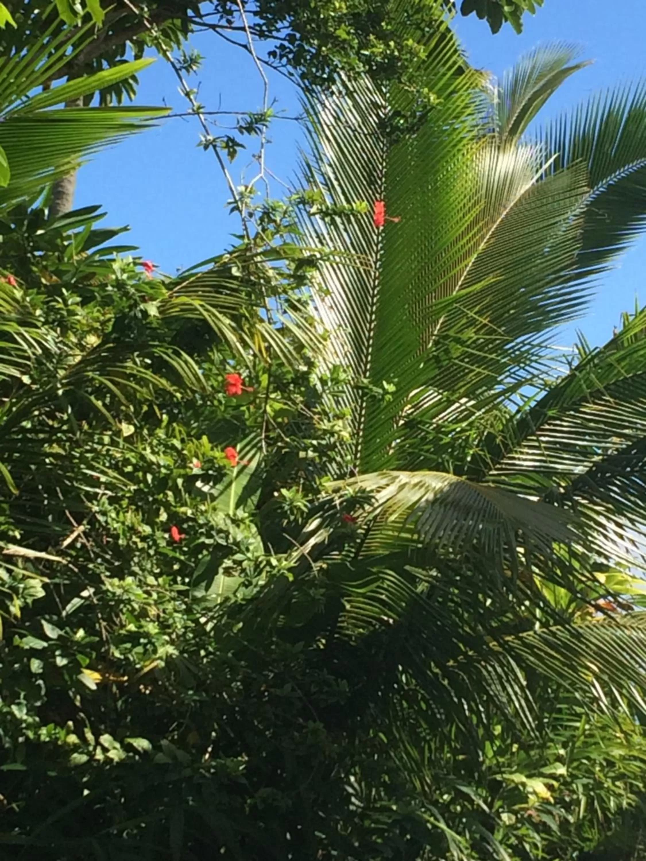Garden in Hilo Bay Oceanfront Bed and Breakfast