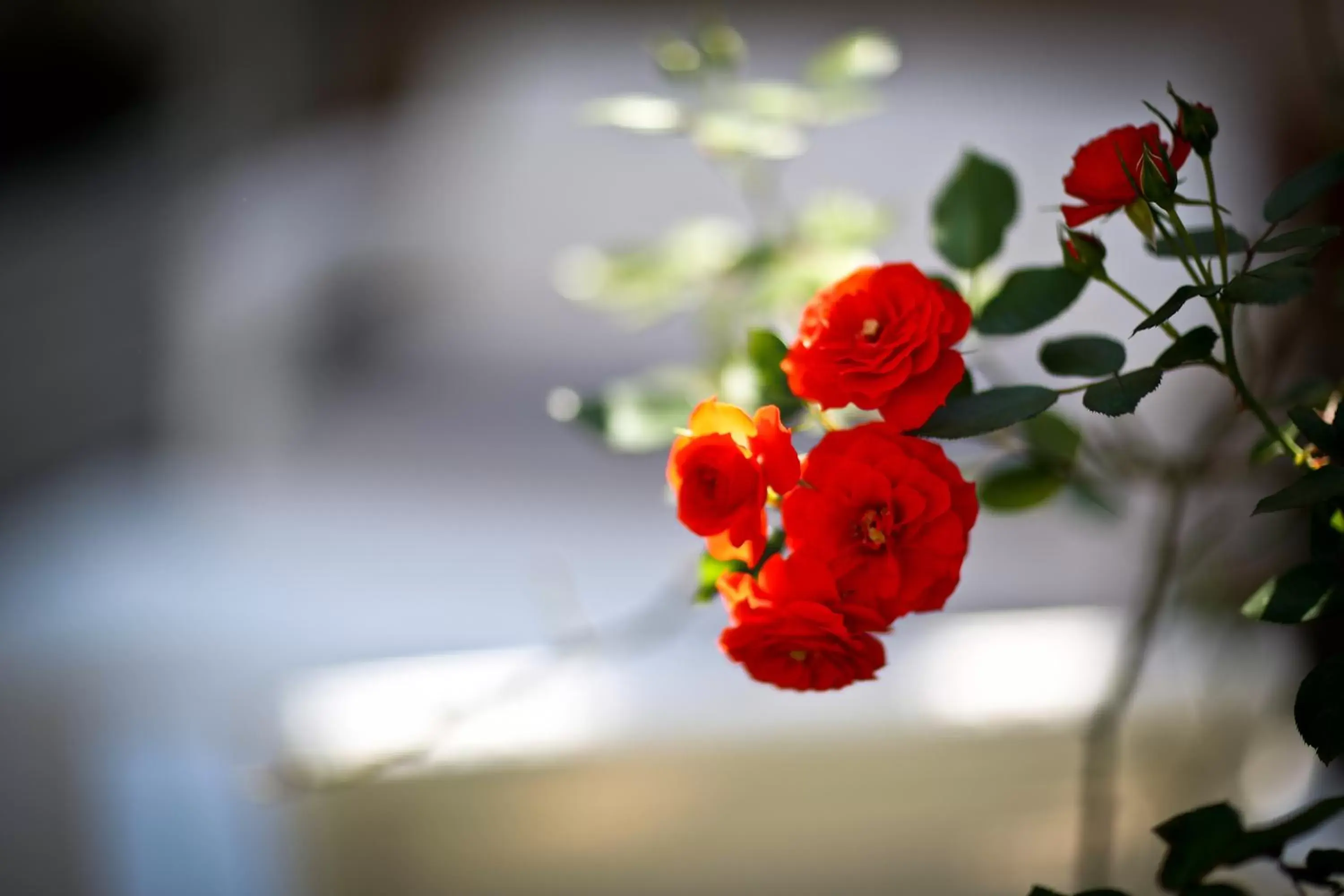 Garden in Appia Hotel Residences