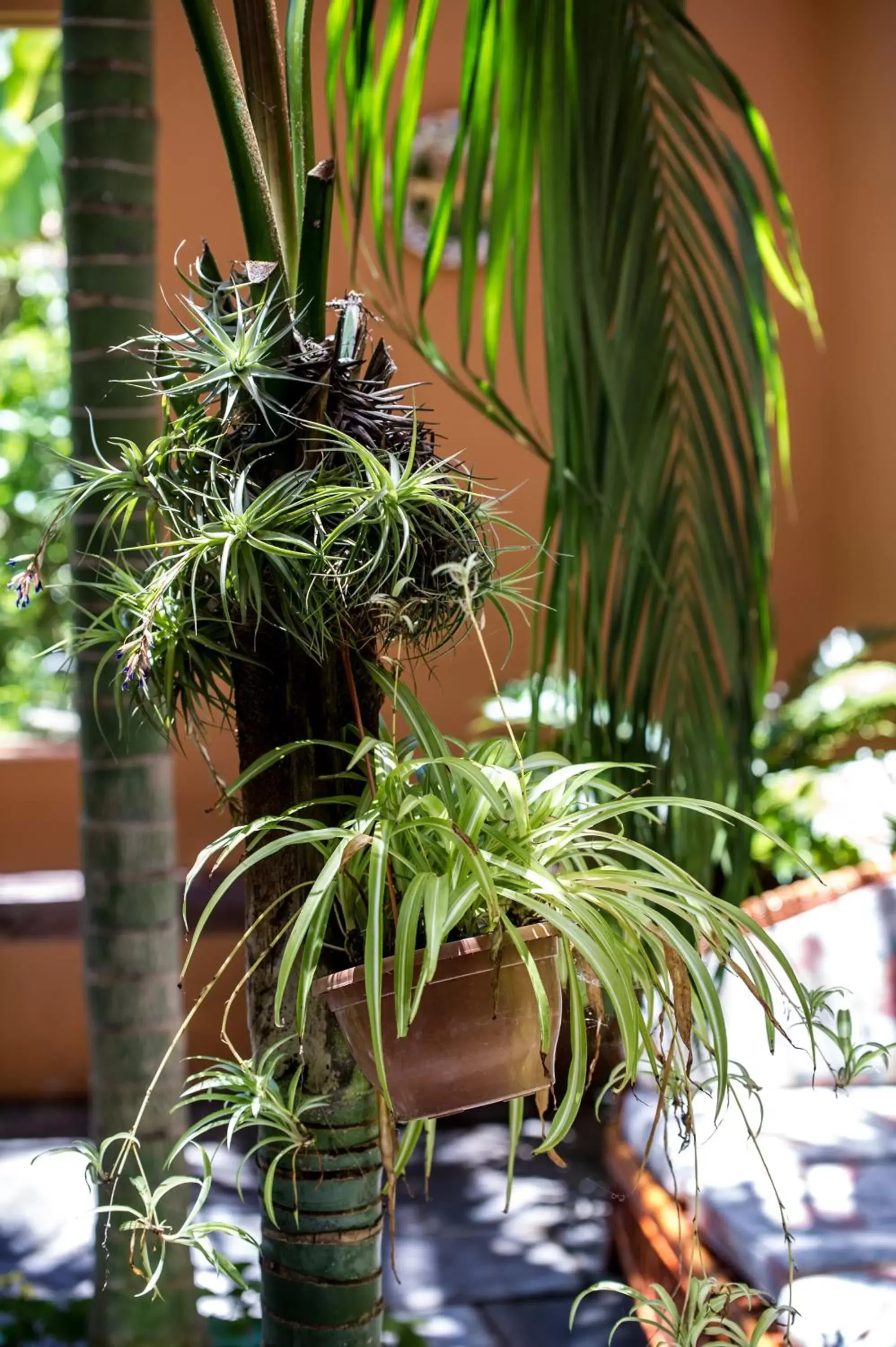 Garden in Hotel Emblemático San Marcos