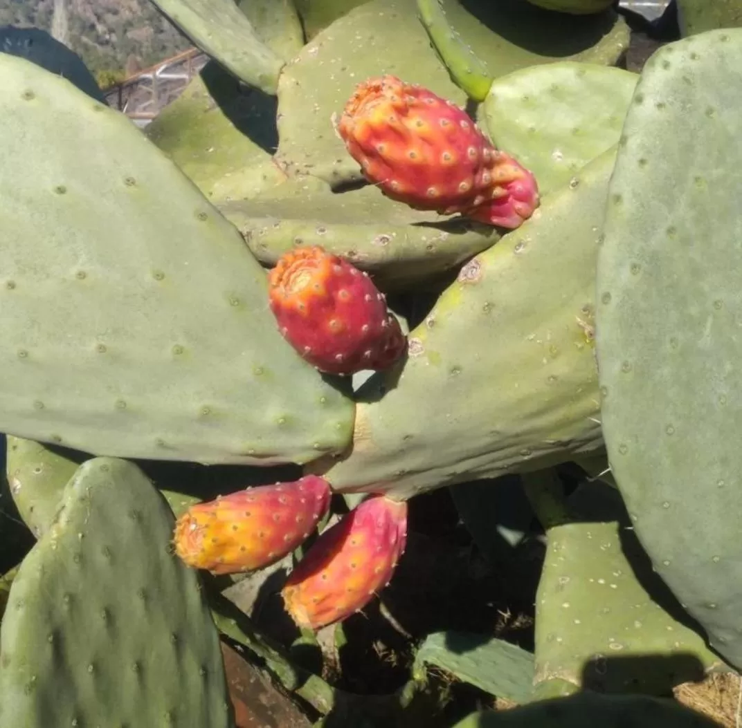 Property building, Food in Kiriş Garden Hotel