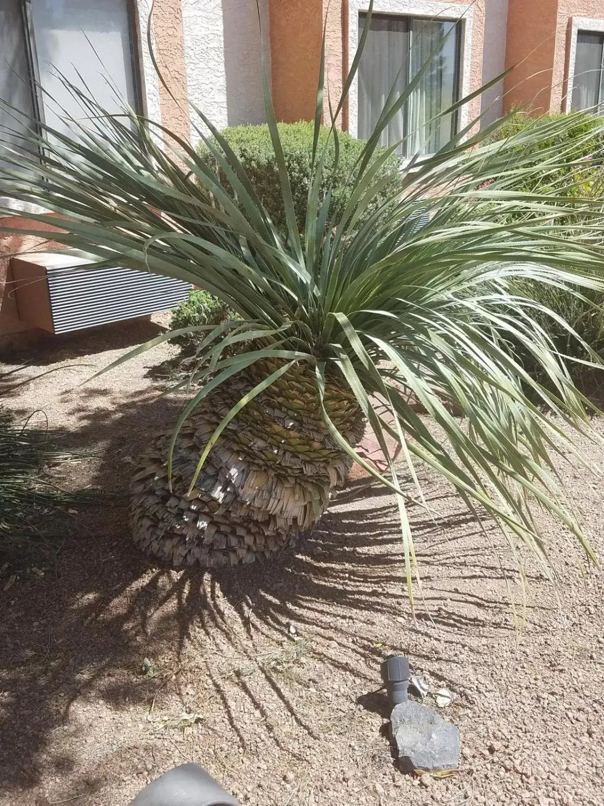 Garden in Days Inn by Wyndham Camp Verde Arizona