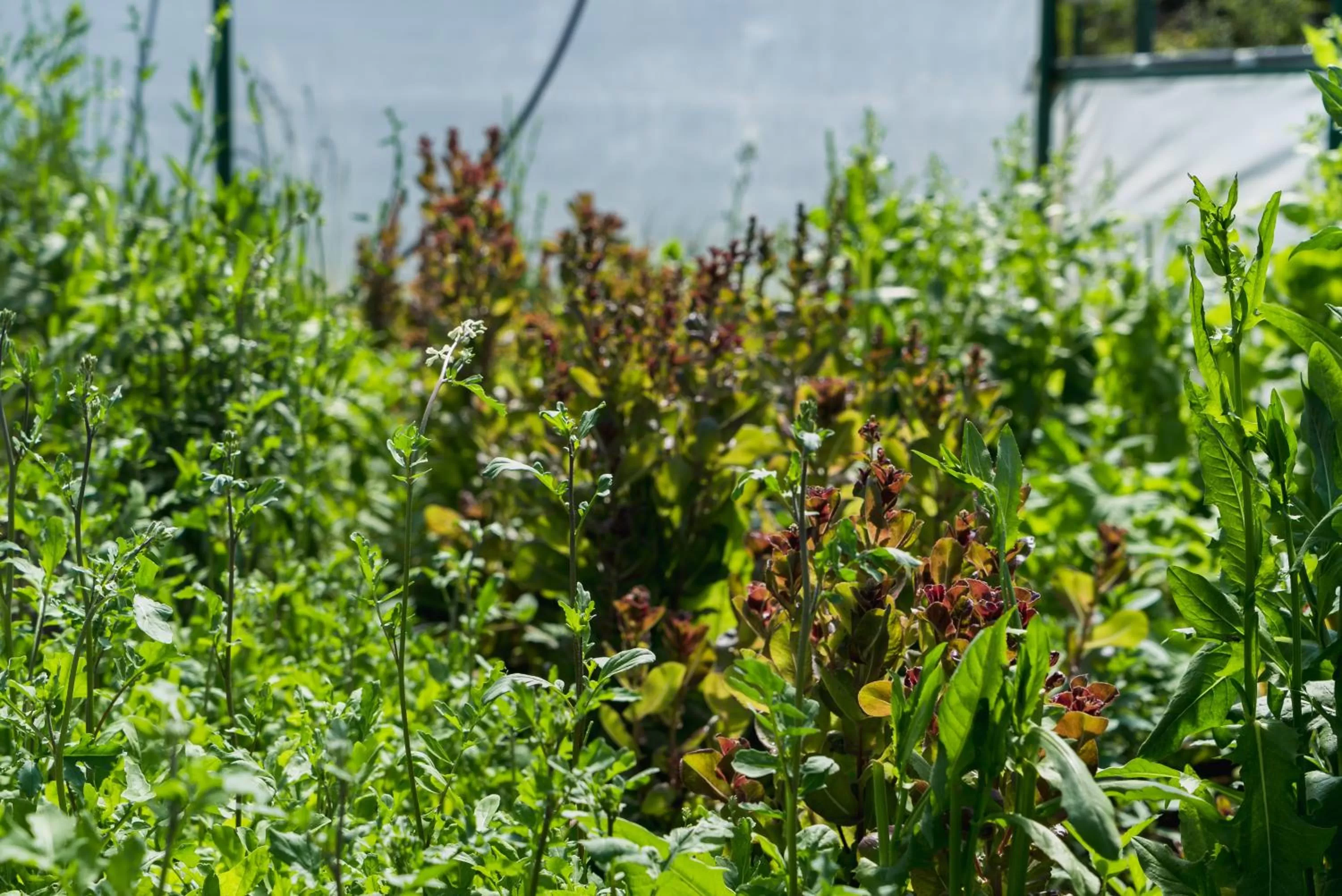 Garden in Challhuaquen Lodge