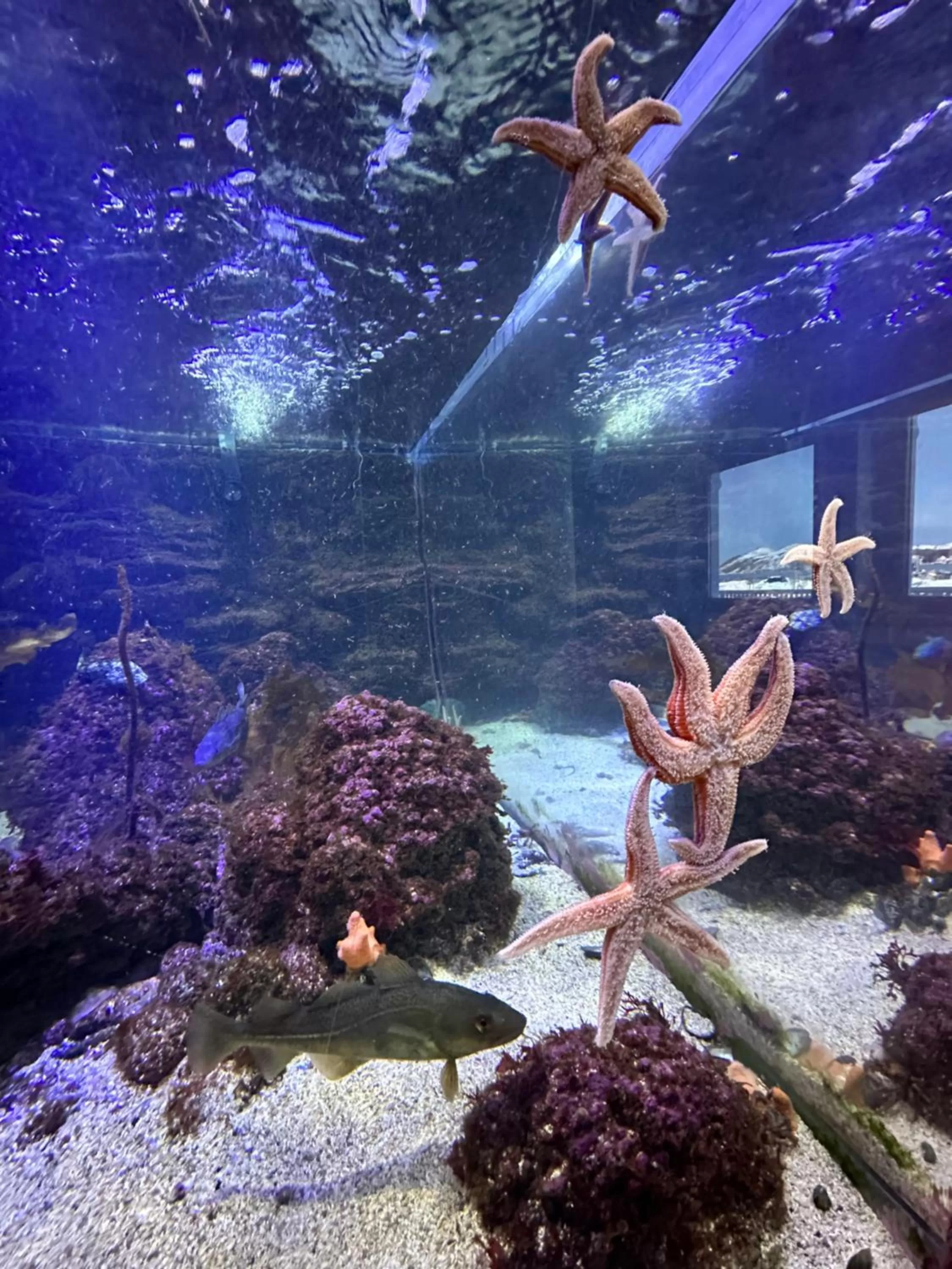 Animals in Norsk Havbrukssenter - Rorbuer