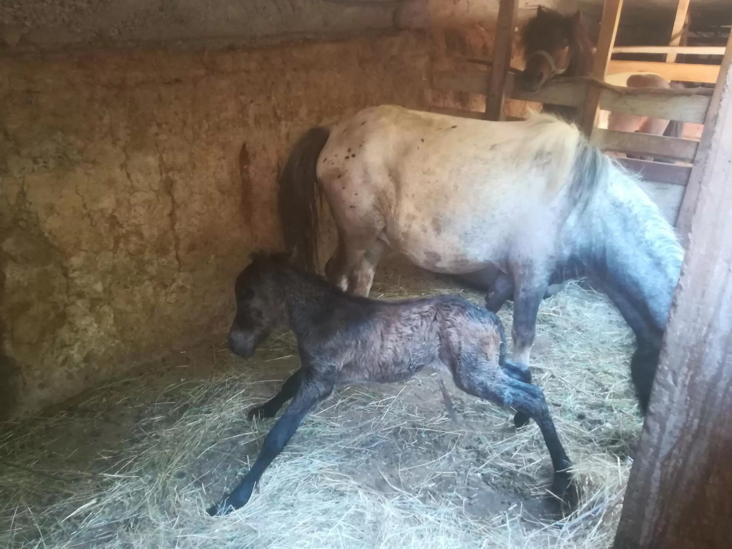 Animals in Etno selo Vile Jefimija, selo Preobrazenje, Vranje