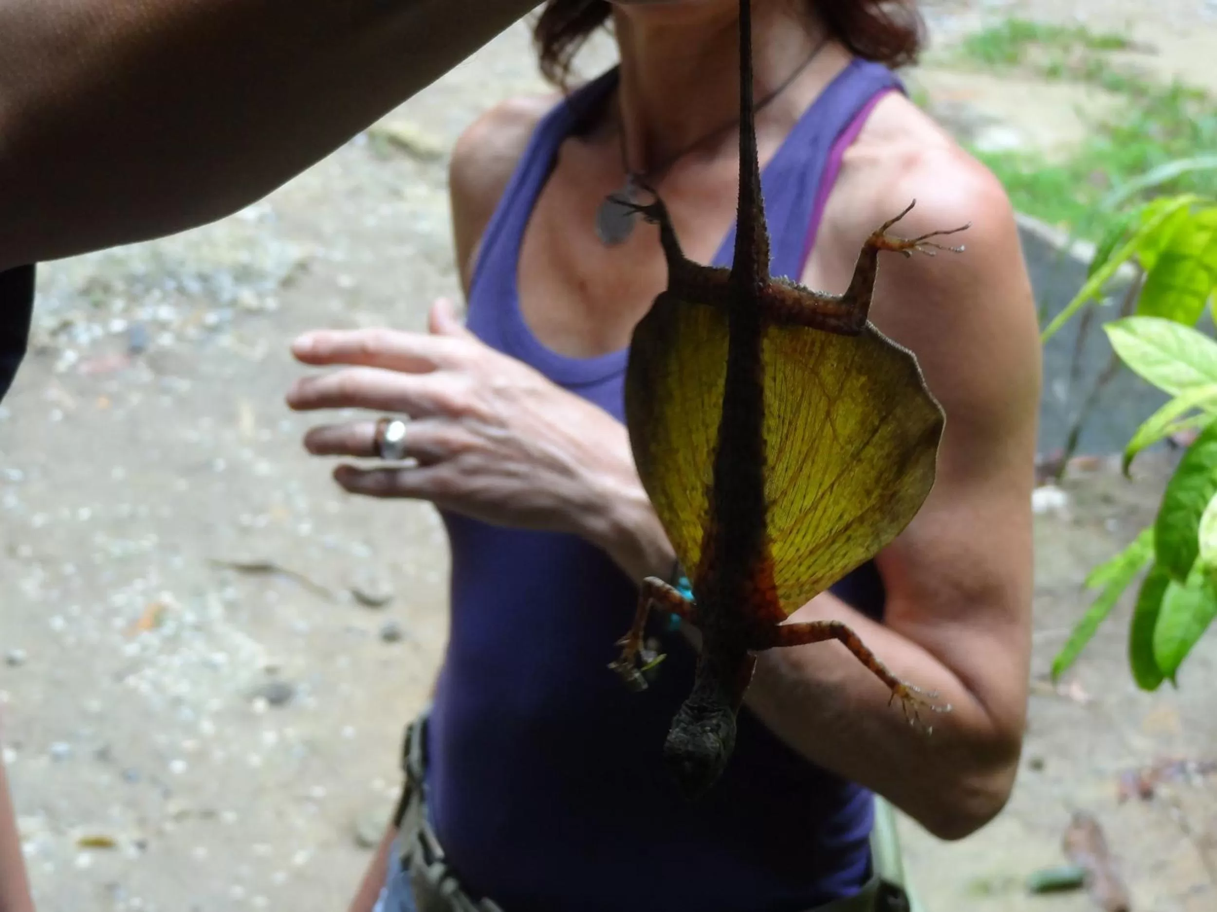 Animals in Khao Sok Palmview Resort