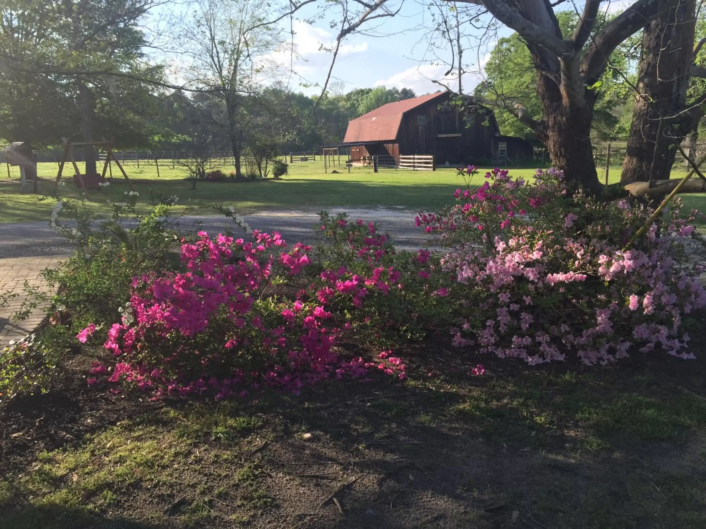 Natural landscape, Garden in Dublin Farm