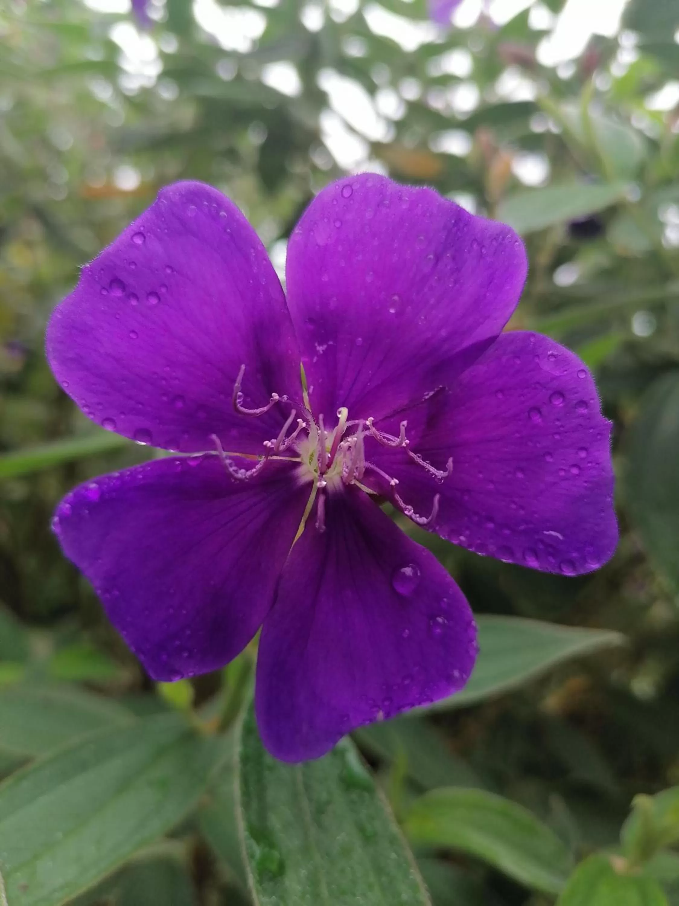 Restaurant/places to eat in La Ceiba Tree Lodge