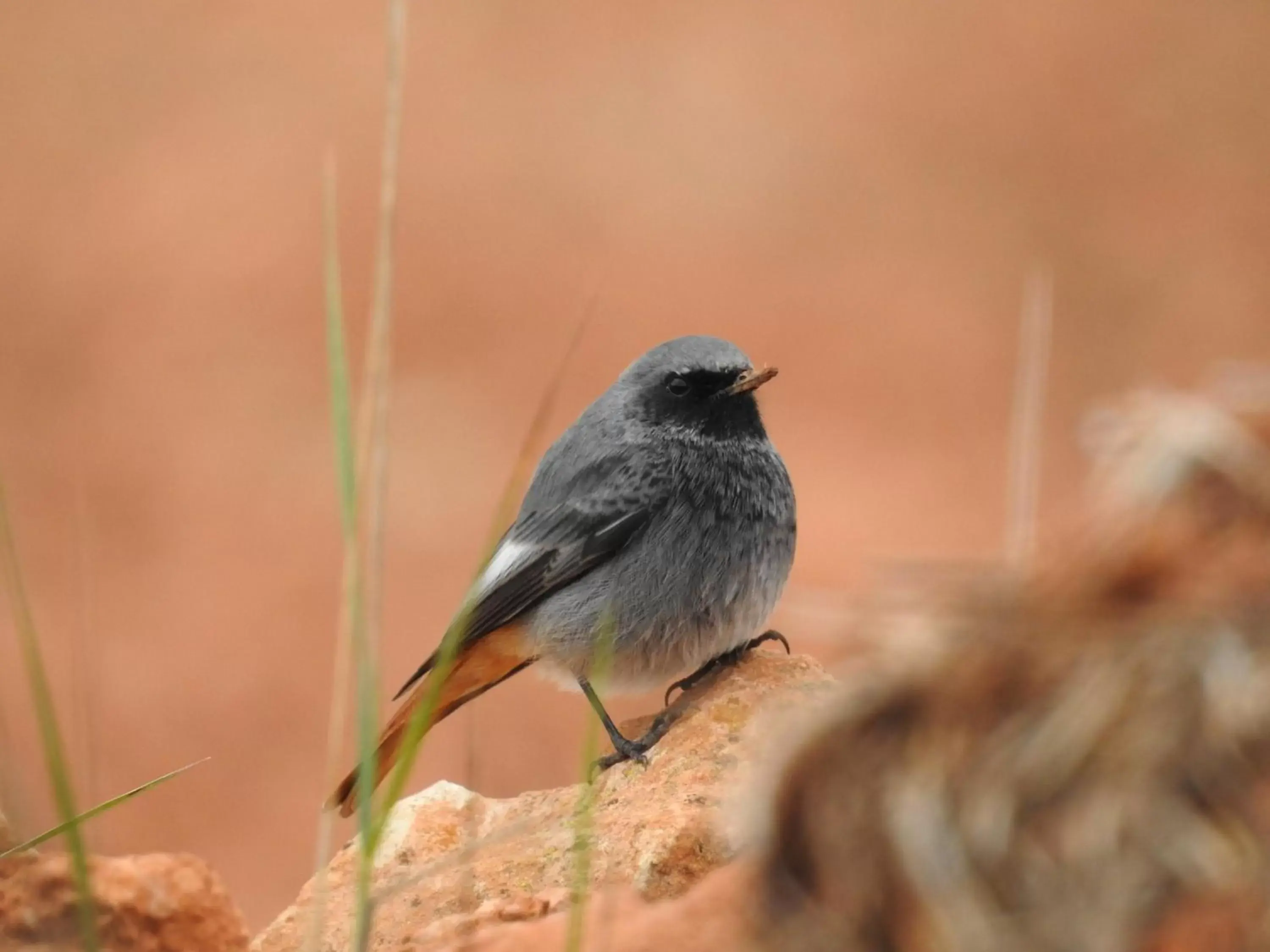 Activities, Other Animals in Finca El Romeral