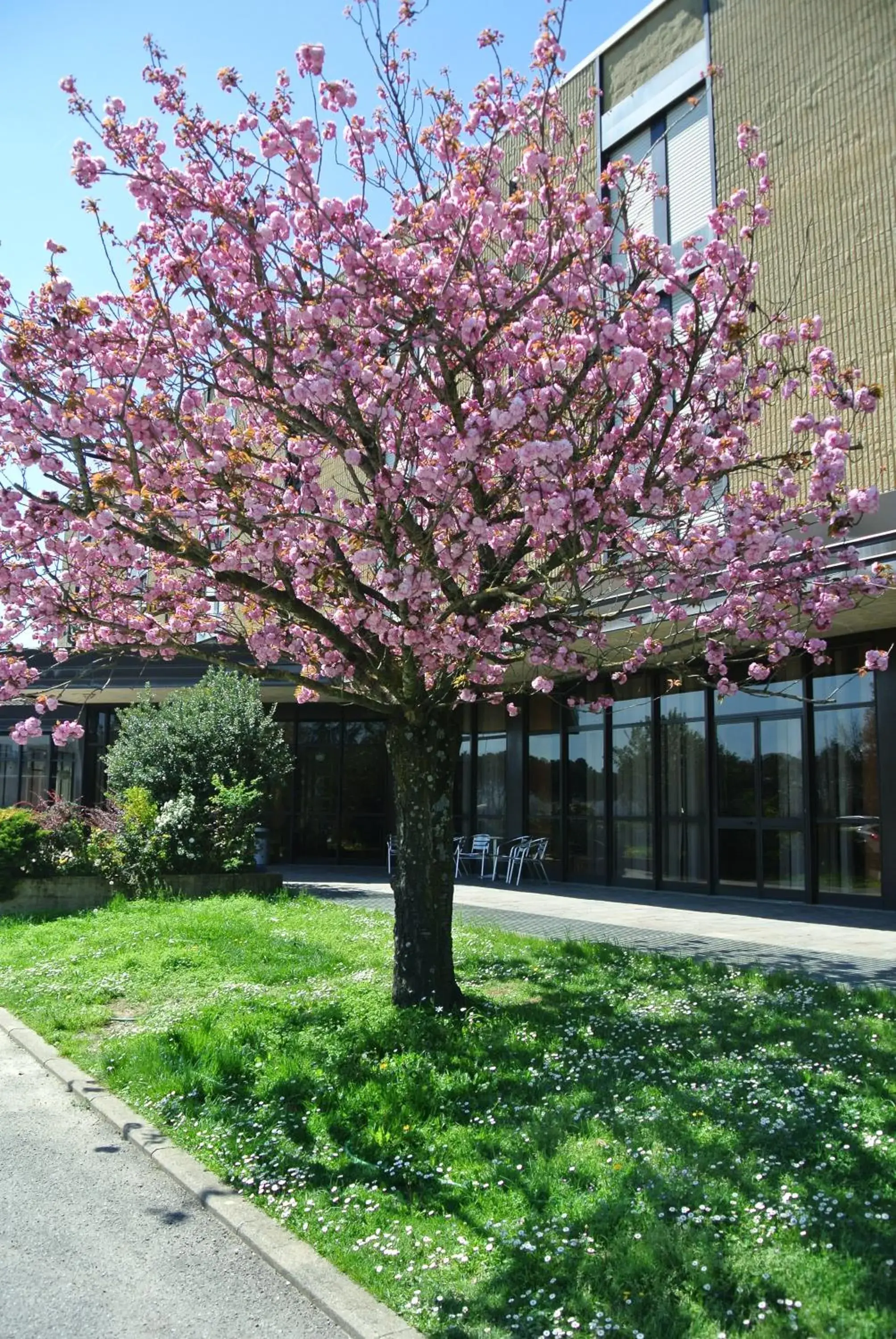 Garden, Property Building in Hotel i Ciliegi