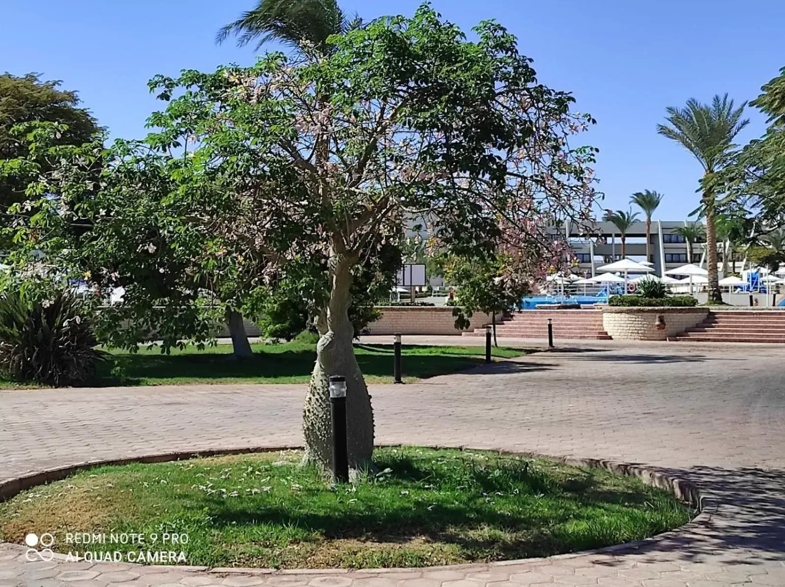 Garden in Pharaoh Azur Resort