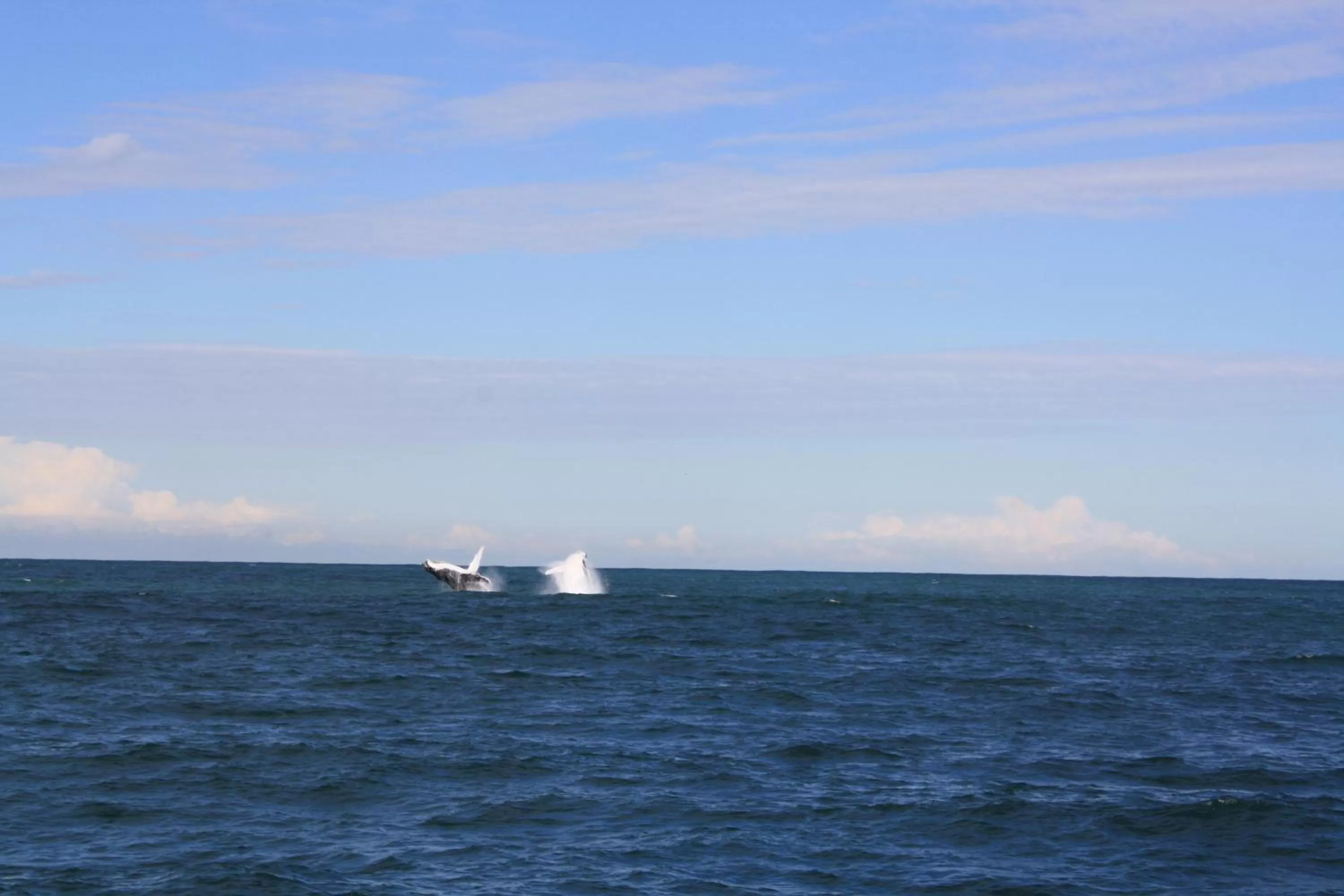 Area and facilities in Mercure Centro Port Macquarie