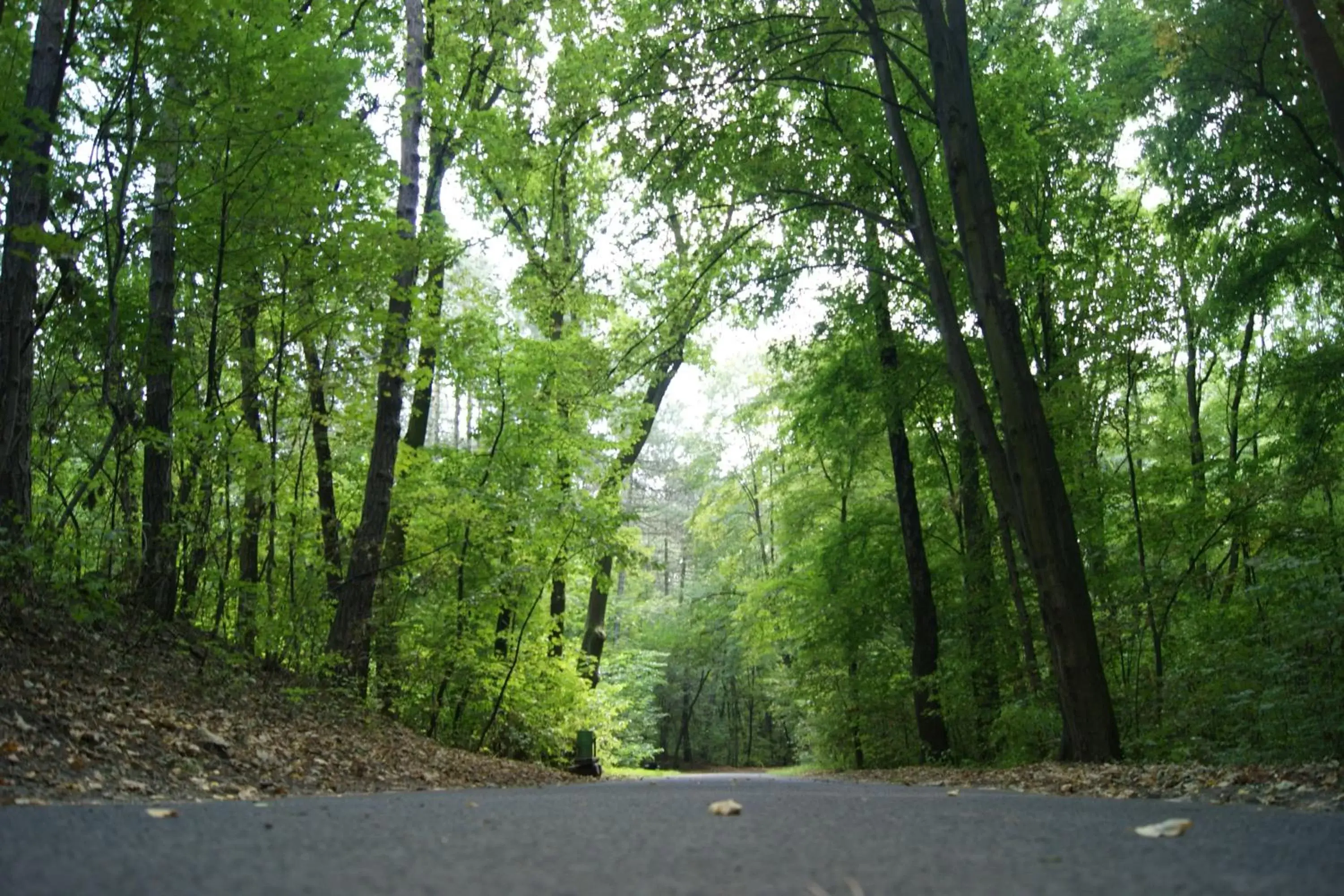 Natural Landscape in Hotel Petrus