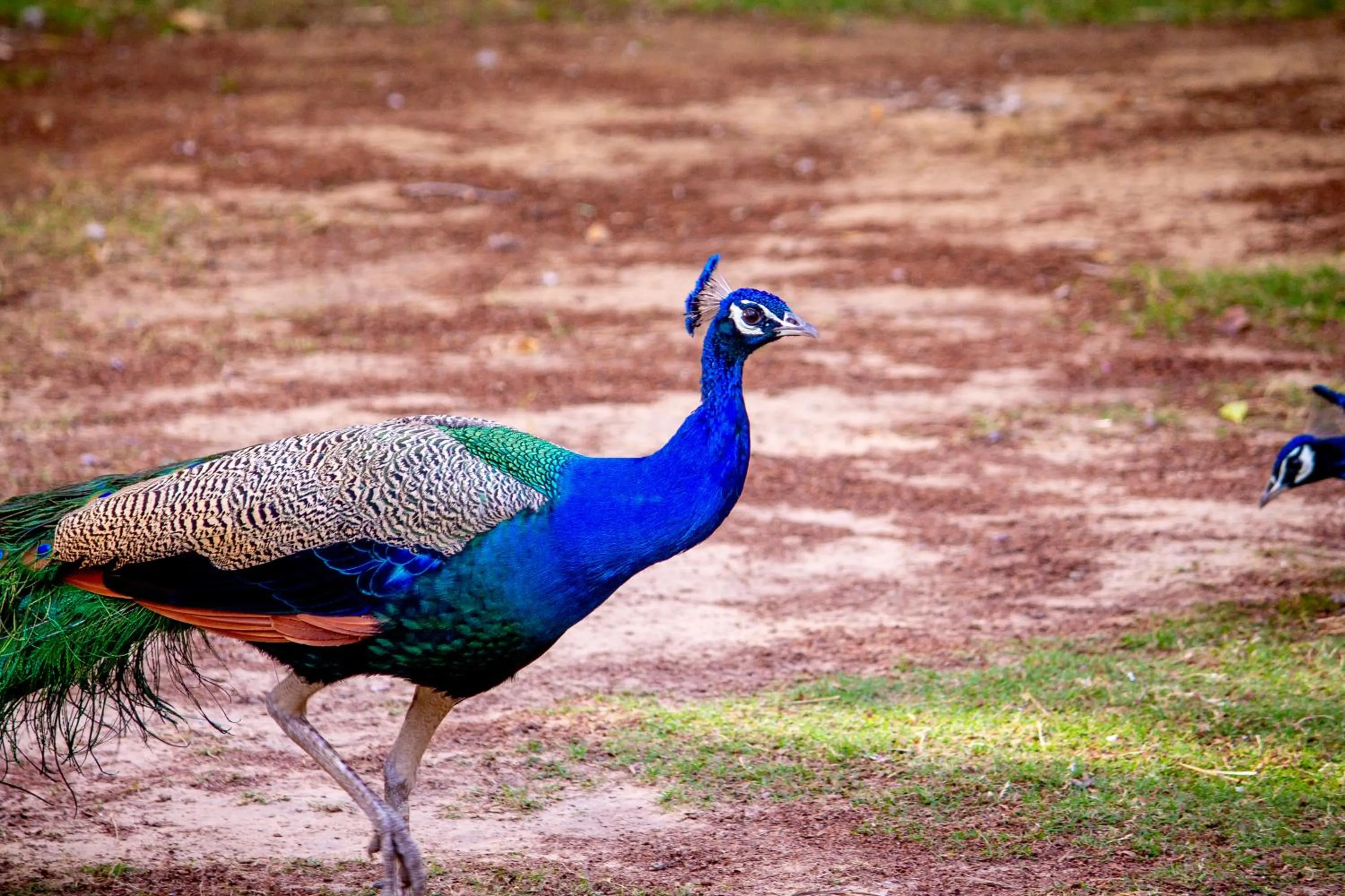 Property building in Anuraag Villa