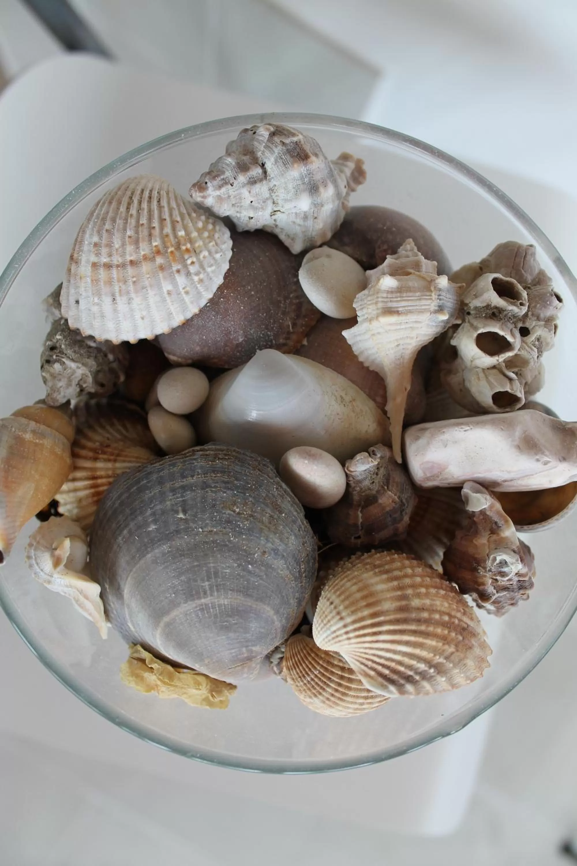 Logo/Certificate/Sign in B&B Palazzo Manfredi Vieste, Fronte mare con Parcheggio