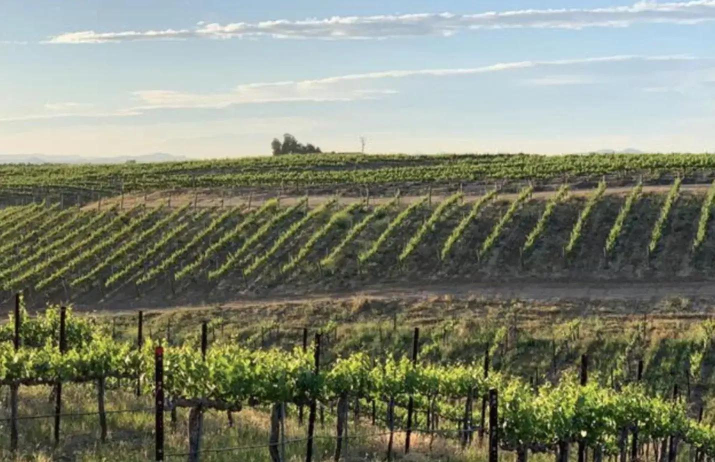 Natural Landscape in Domaine Chardonnay