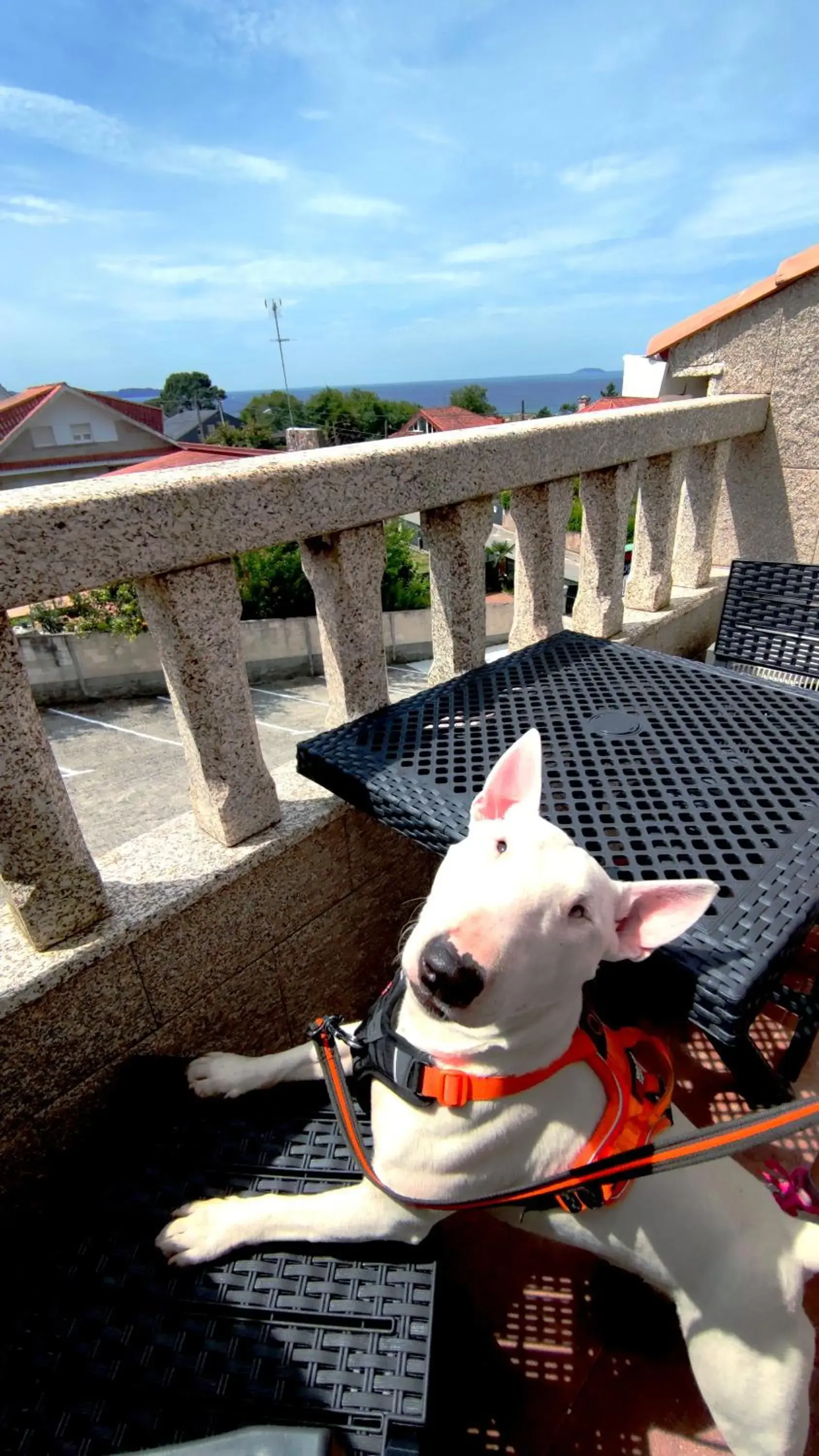 Pets, Other Animals in Hotel Baixamar