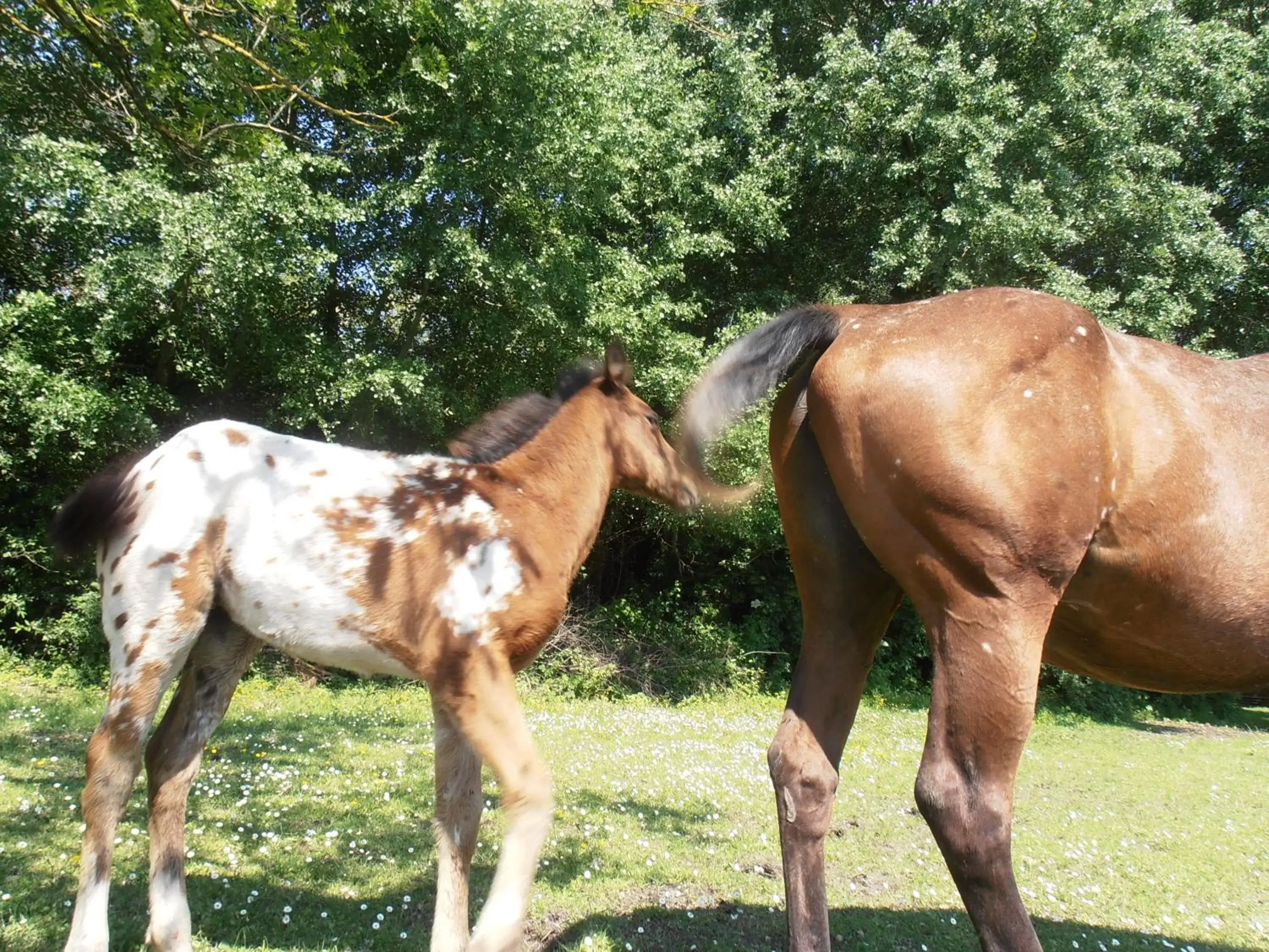 Other Animals in B&B Amici Miei