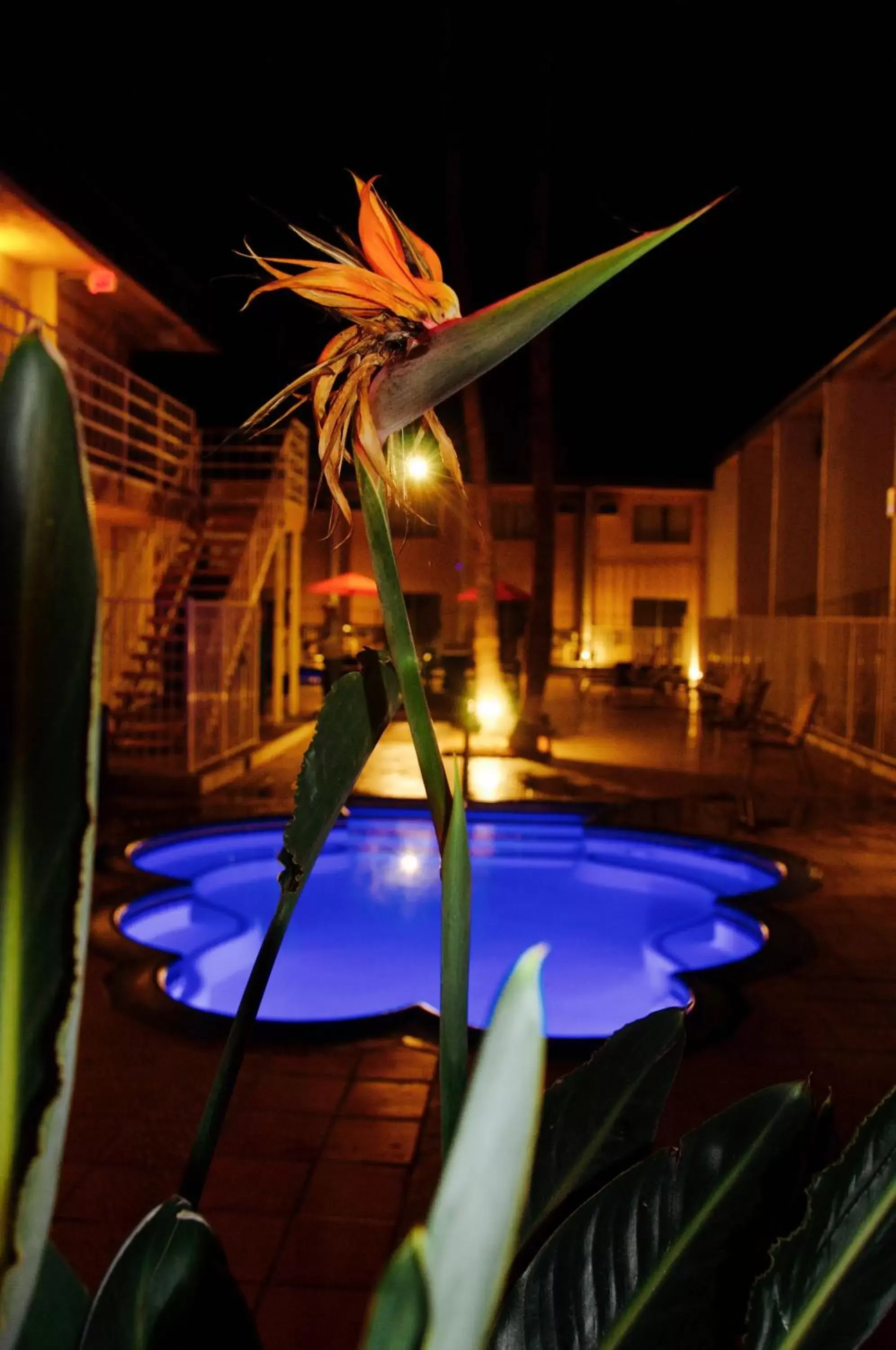 Night, Swimming Pool in Delos Reyes Palm Springs