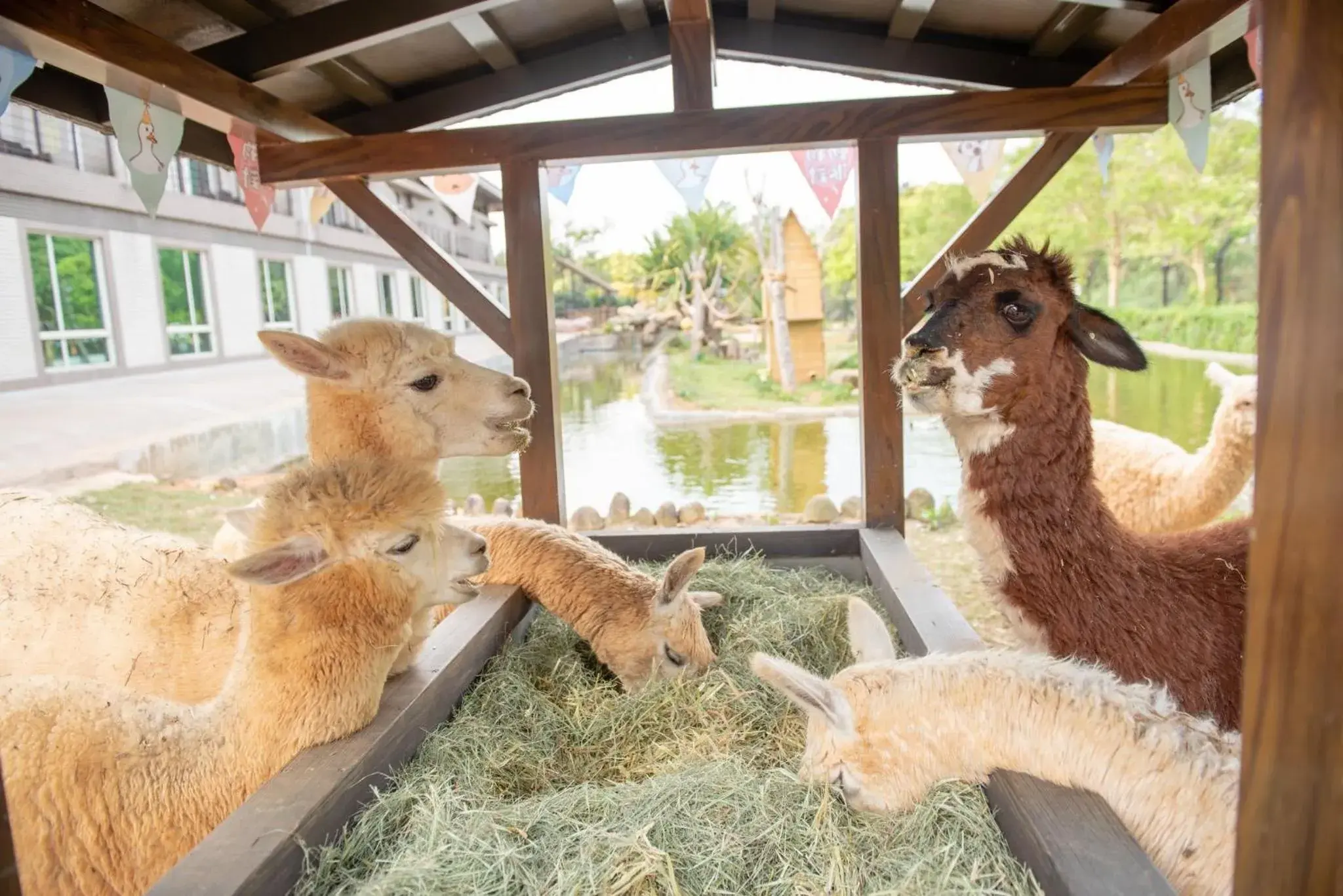 View (from property/room), Other Animals in Leofoo Resort Guanshi