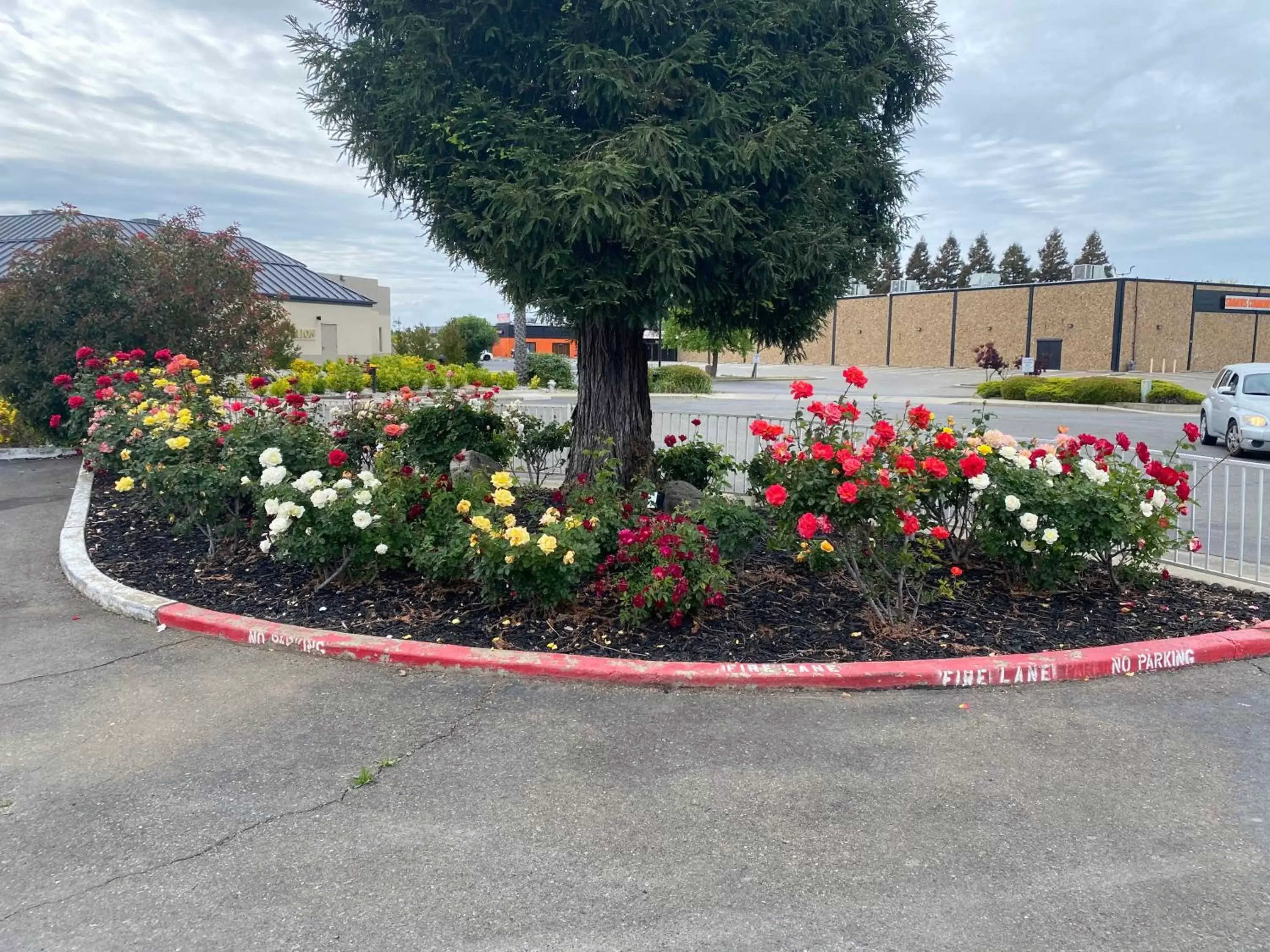 Garden view, Garden in Oasis Inn Sacramento- Elk Grove