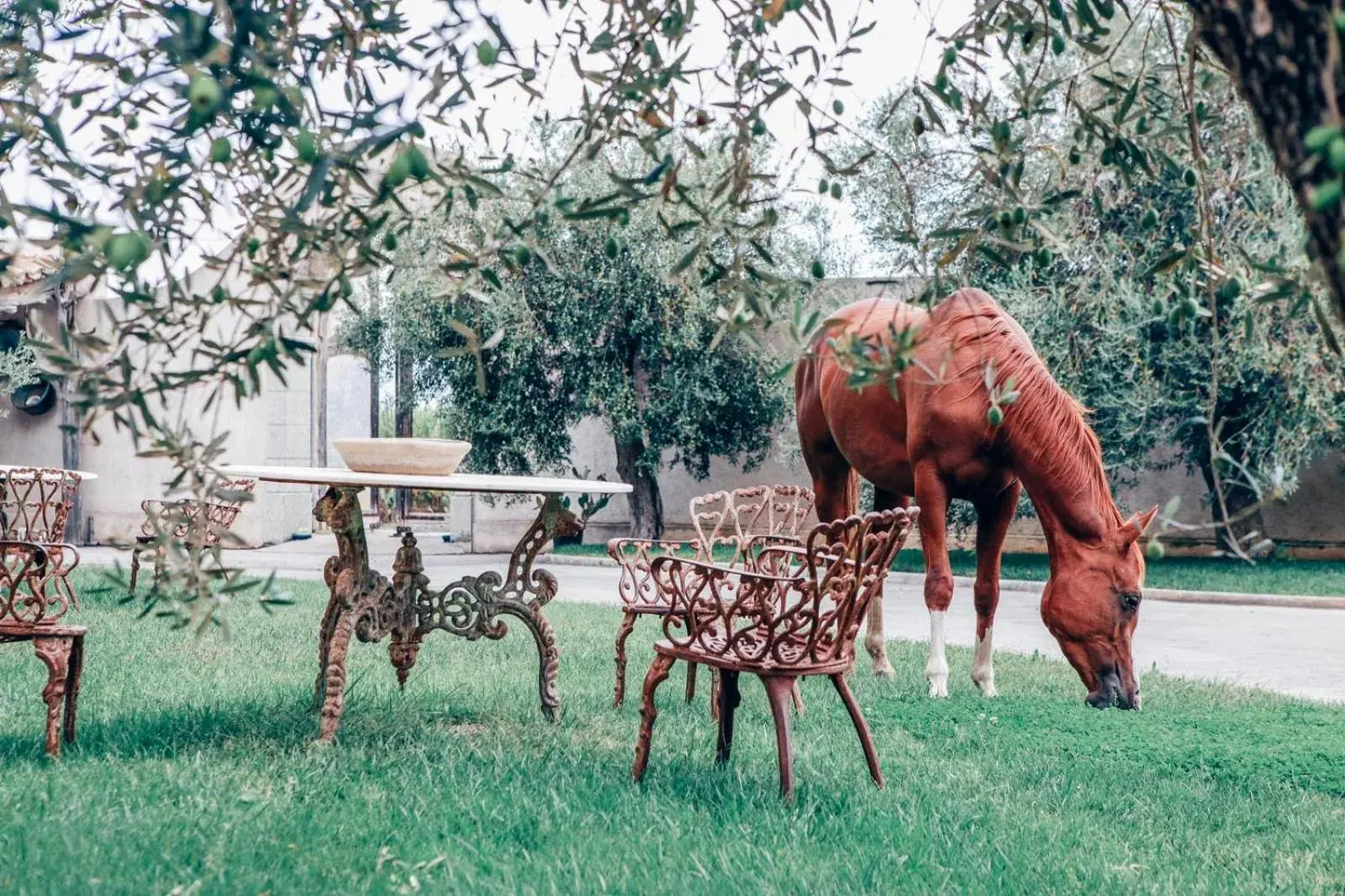 Garden, Other Animals in Tartheshotel