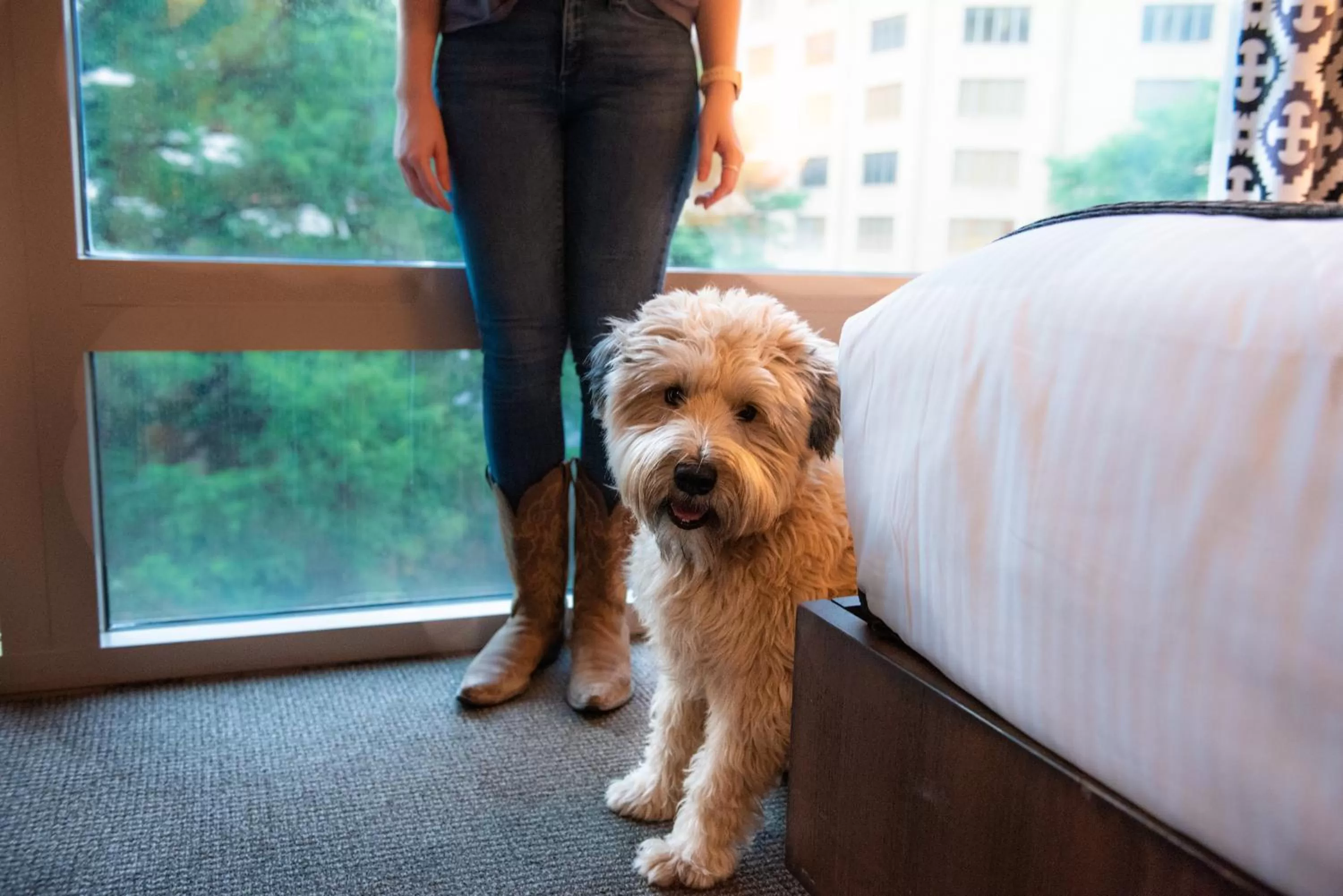 Pets in Hotel Contessa - Suites on the Riverwalk