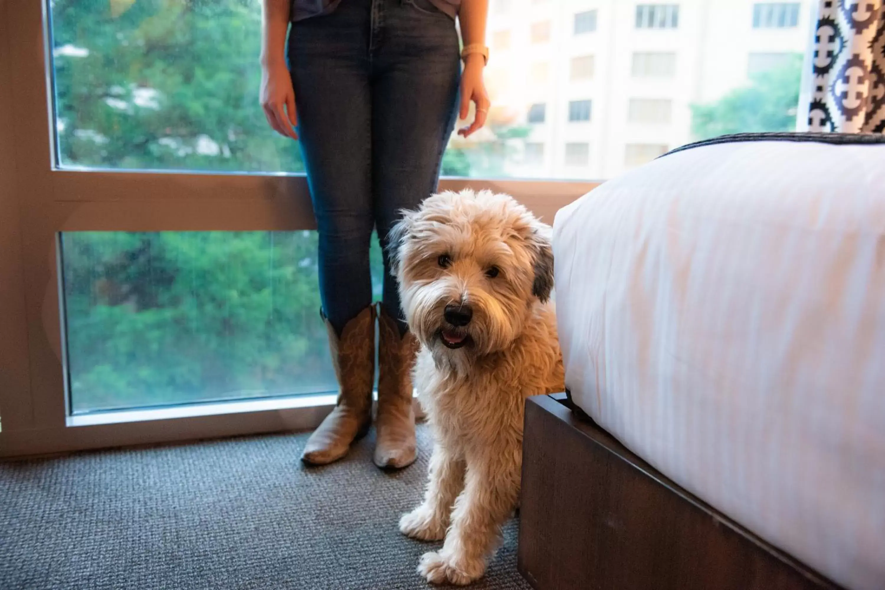 Pets in Hotel Contessa -Suites on the Riverwalk