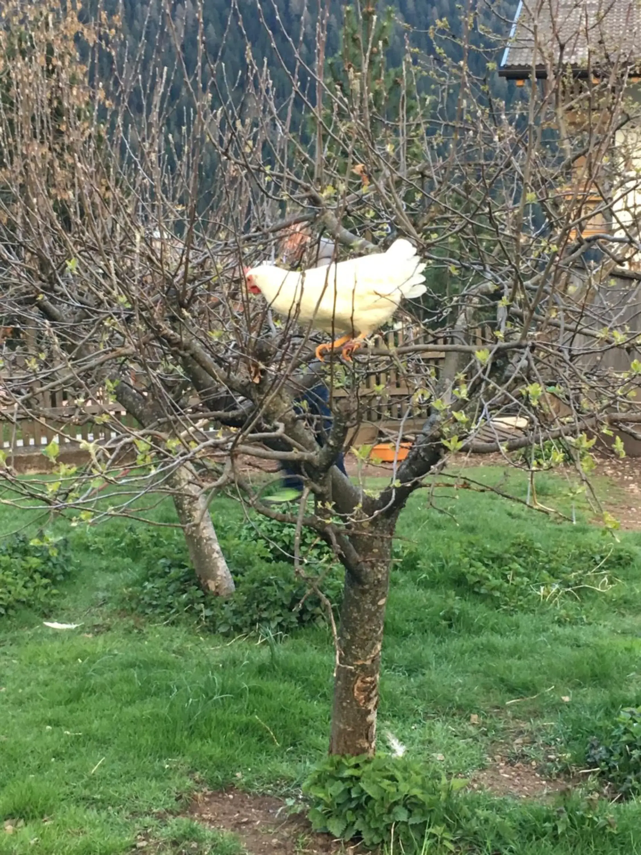 Animals, Other Animals in Garni Enrosadira