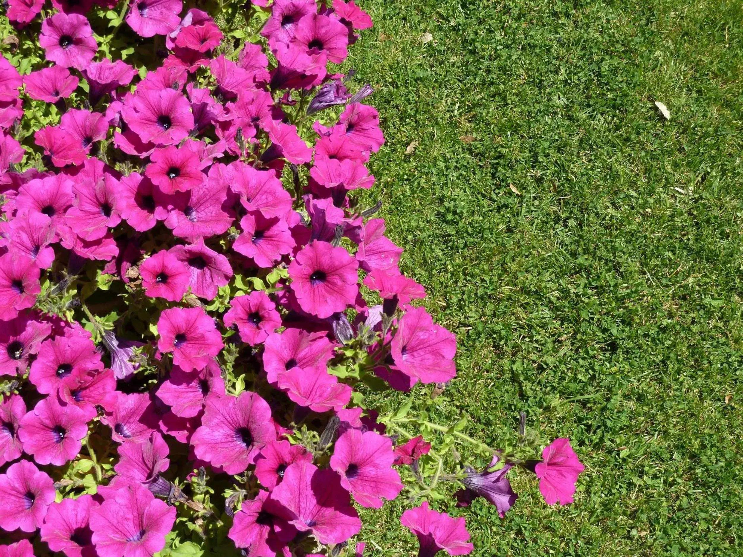 Garden in Sangallo Park Hotel