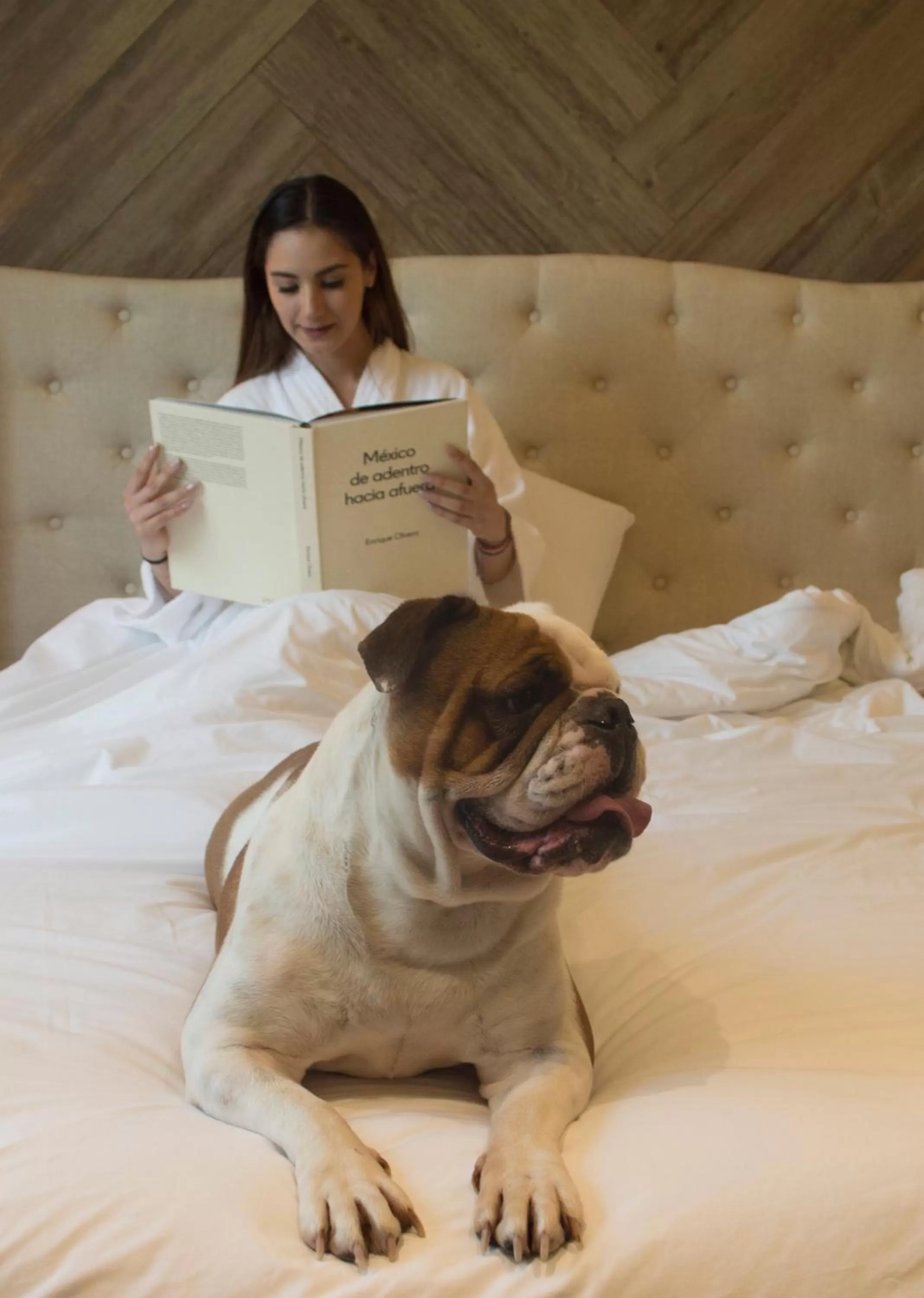 Pets, Bed in Casa Basalto