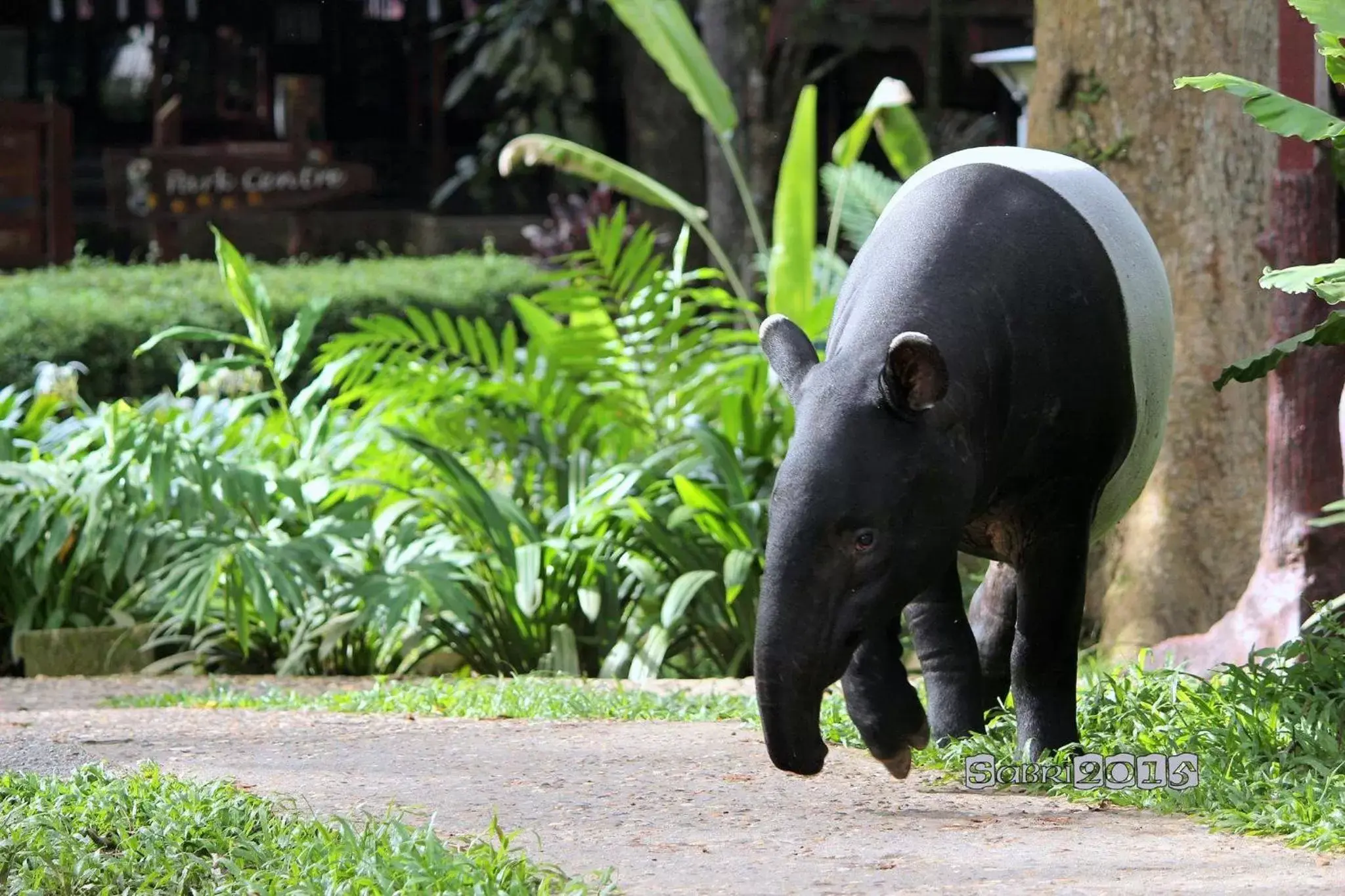 Animals, Other Animals in Mutiara Taman Negara