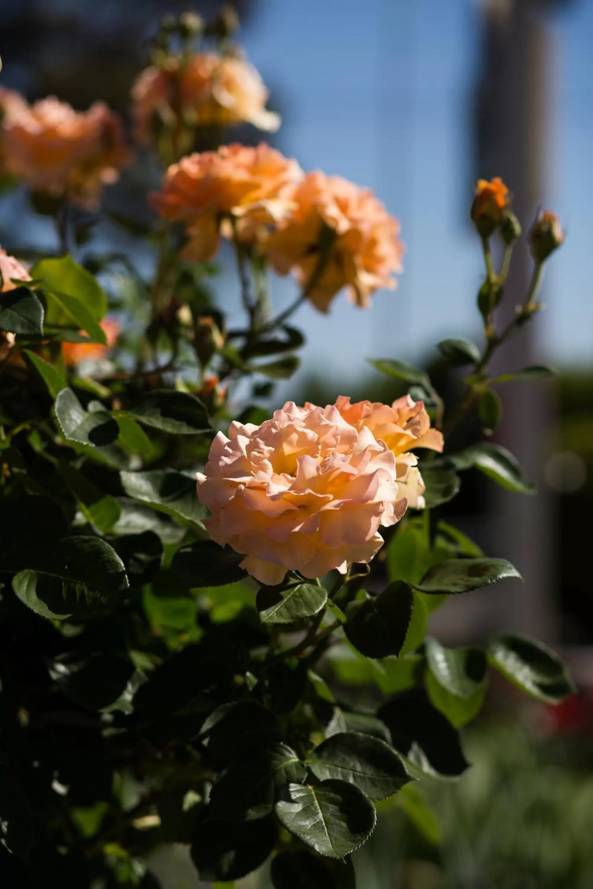 Garden in Willows Motel