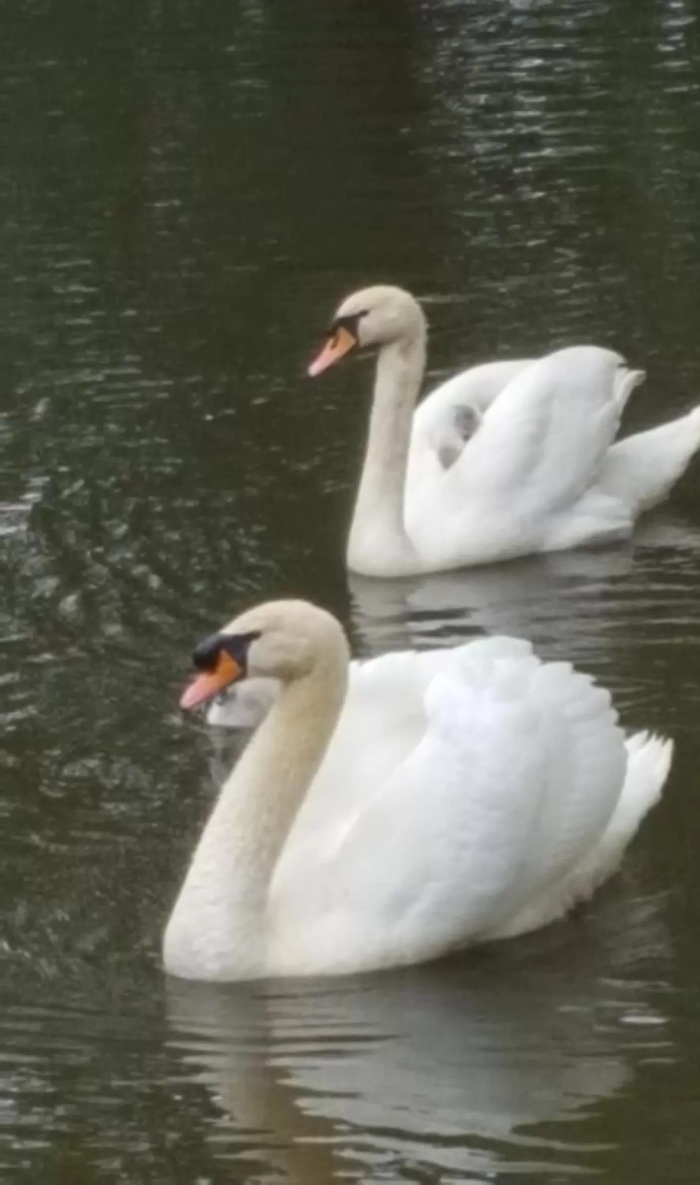 Animals in Hotel Landhuis 't Wilgenerf