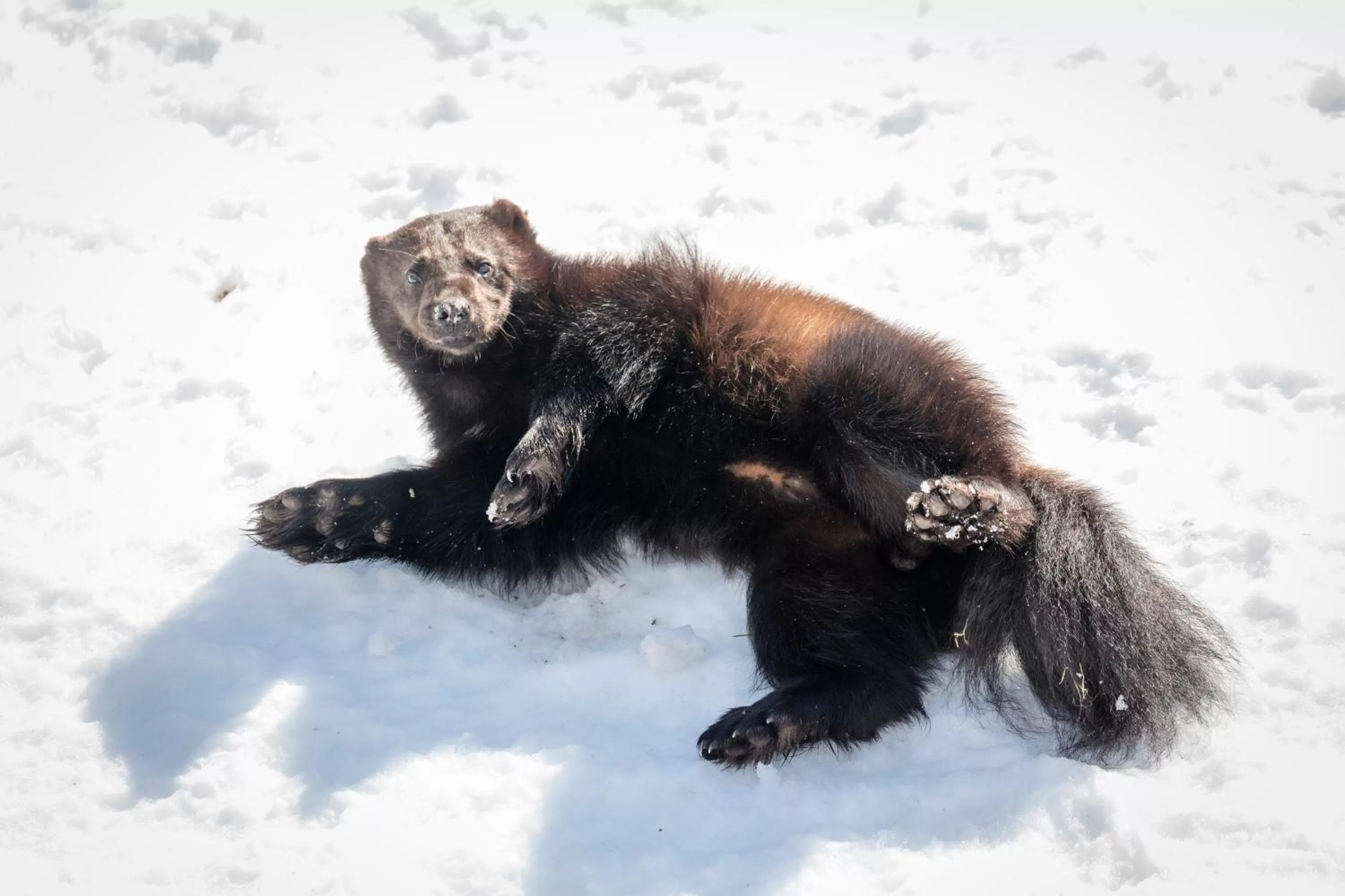 Activities in Ranua Resort Arctic Igloos