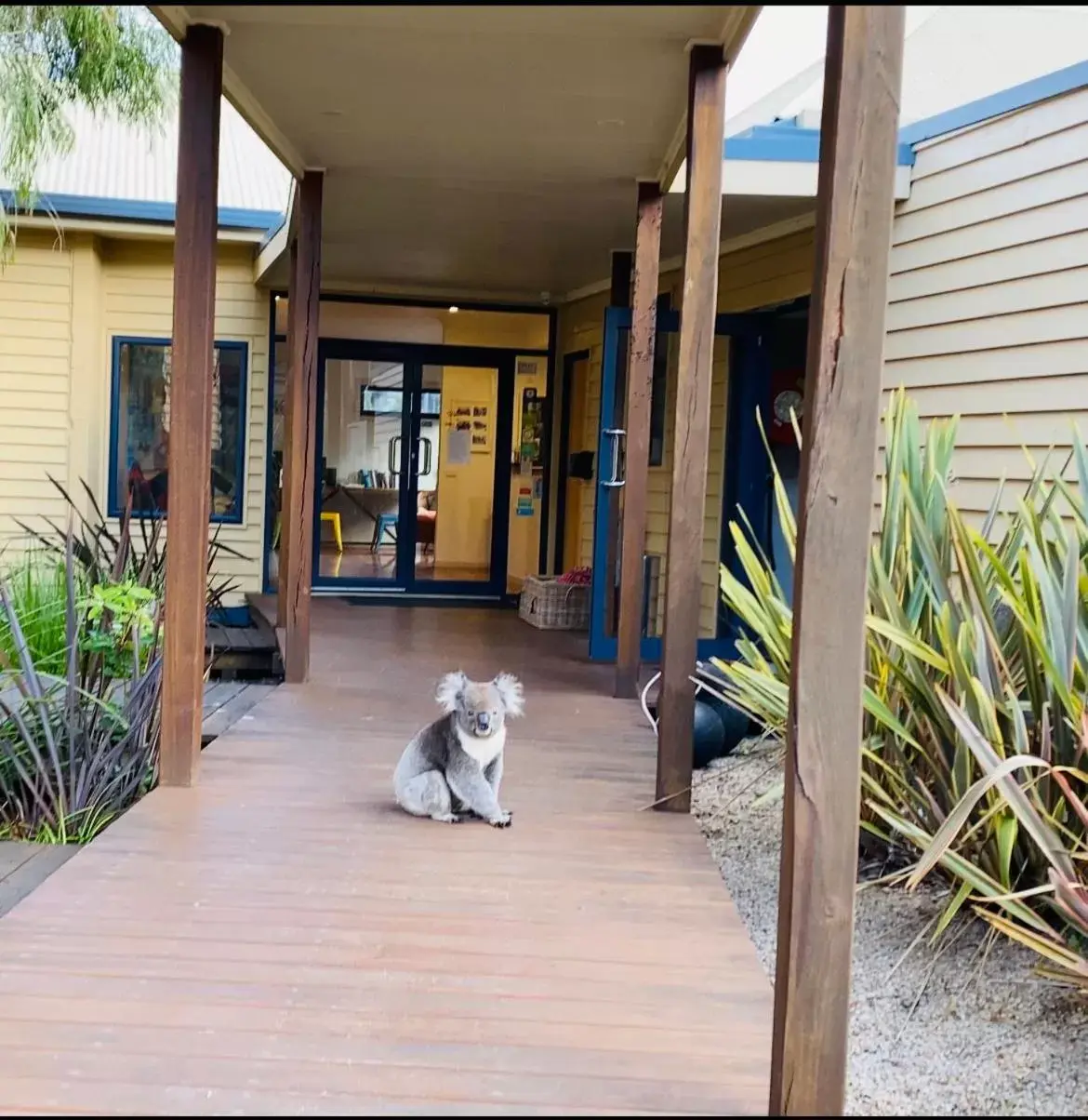 Animals, Pets in Sandpiper Motel Apollo Bay