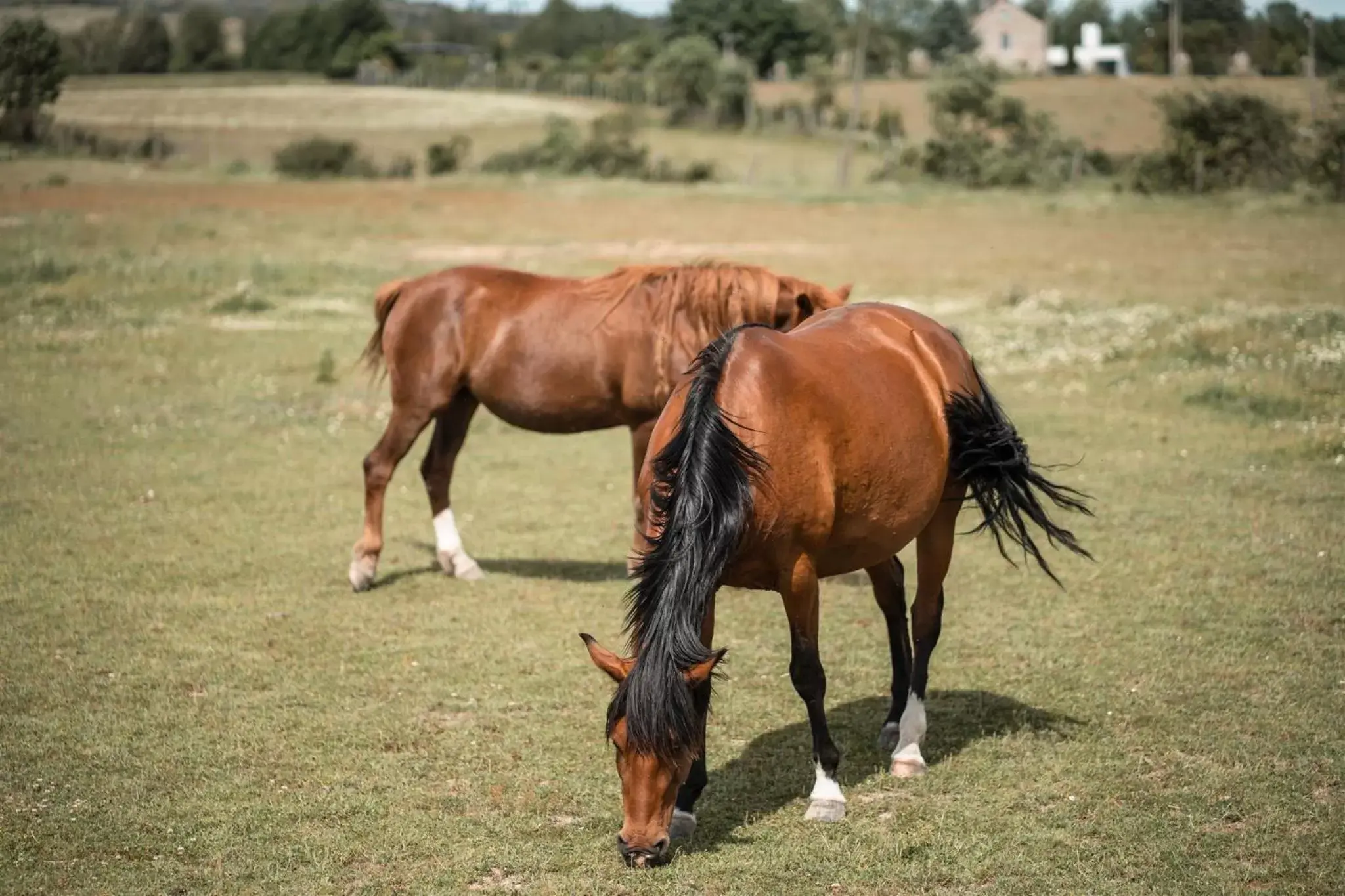 Other Animals in Quinta do Rio Noémi