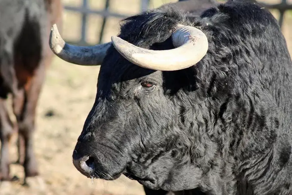 Other Animals in Mas d'Auzières