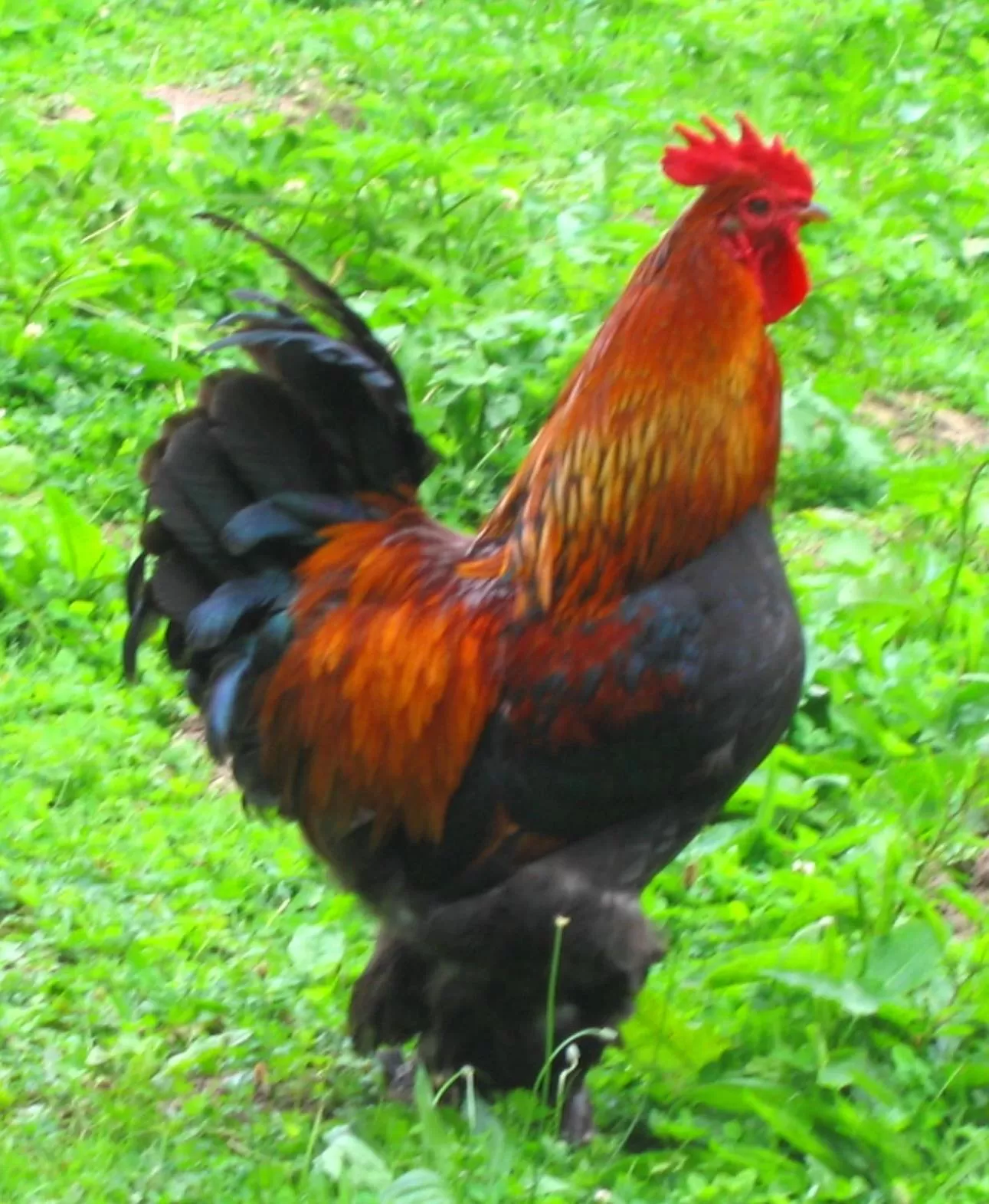 Pets, Other Animals in Manoir de la Rémonière