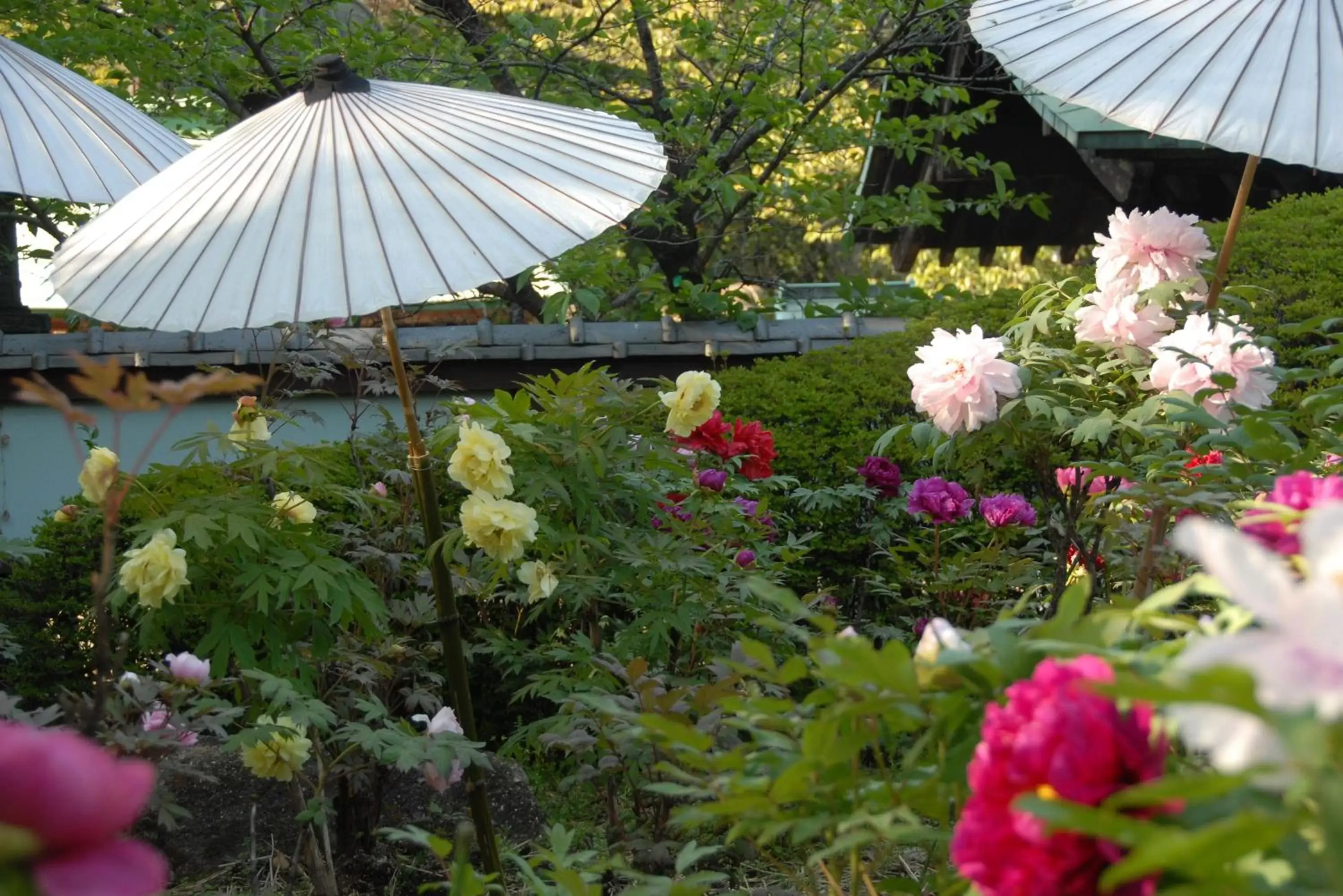 Off site, Garden in Dormy Inn Ueno Okachimachi
