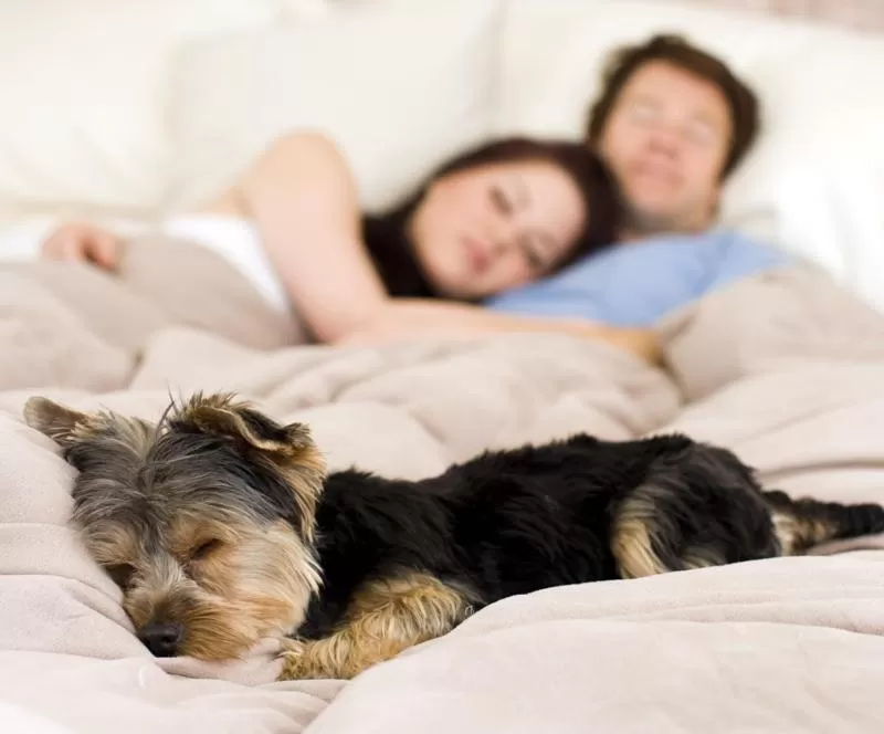 Pets, Bed in Ocean Star Inn
